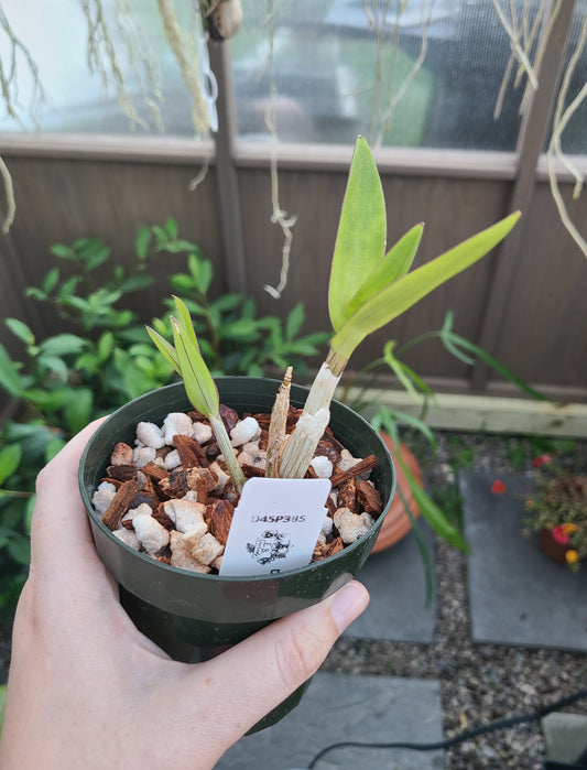 Den. Classic Gem x Yaya Victoria (Petaloid)