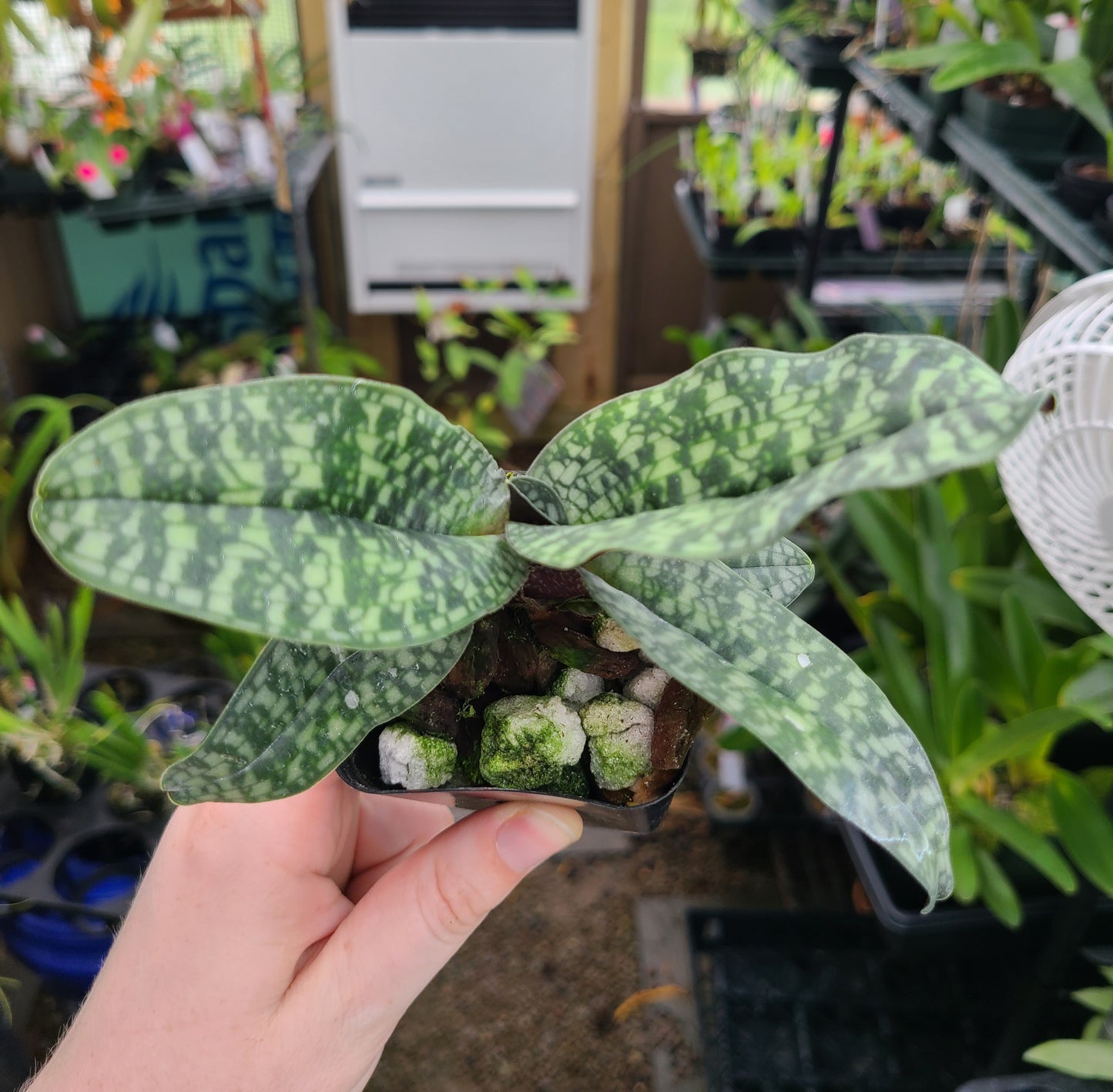 Paphiopedilum Ho Chi Minh