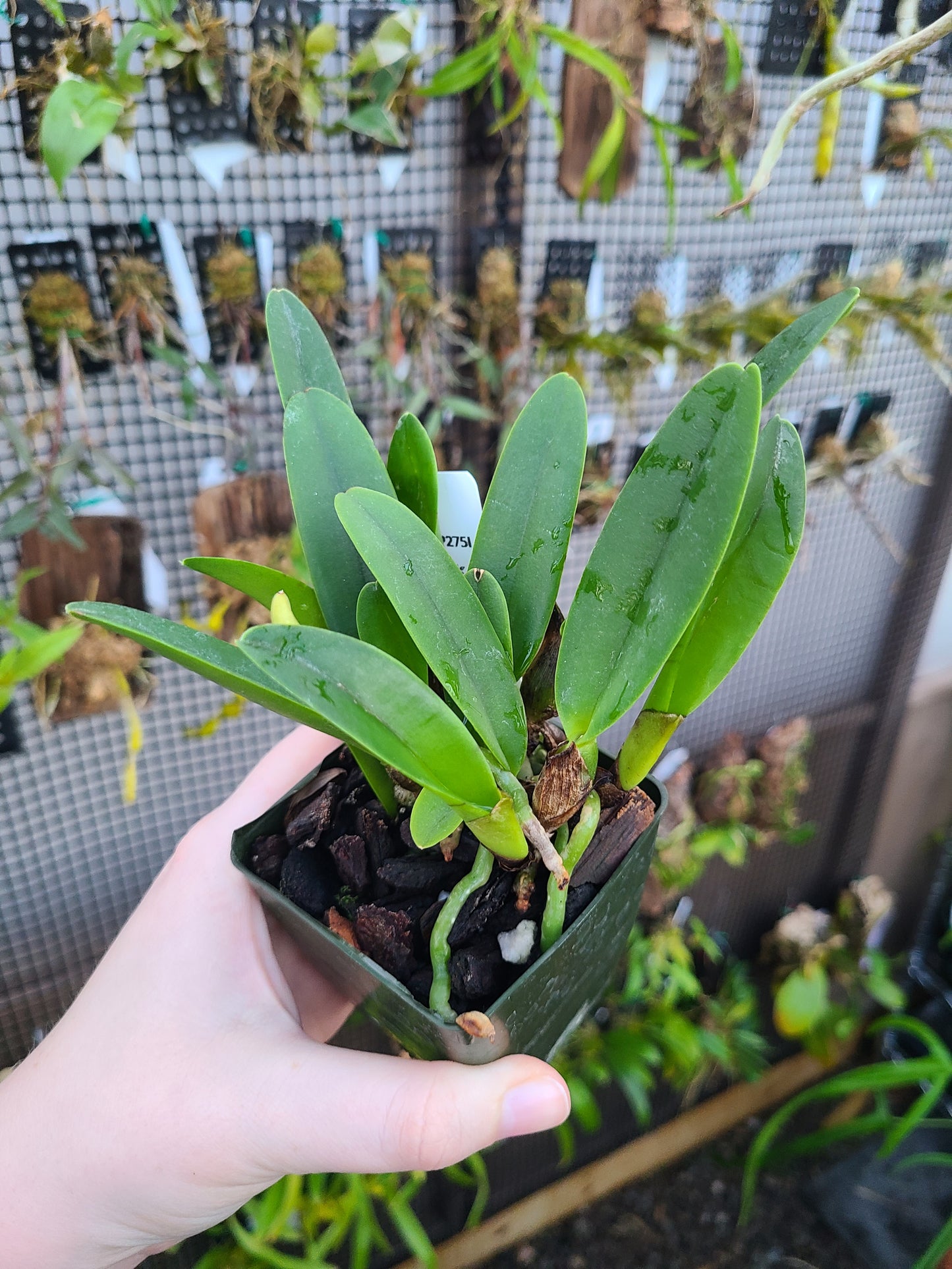 Rhyncholaeliocattleya Kona Beauty 'White'