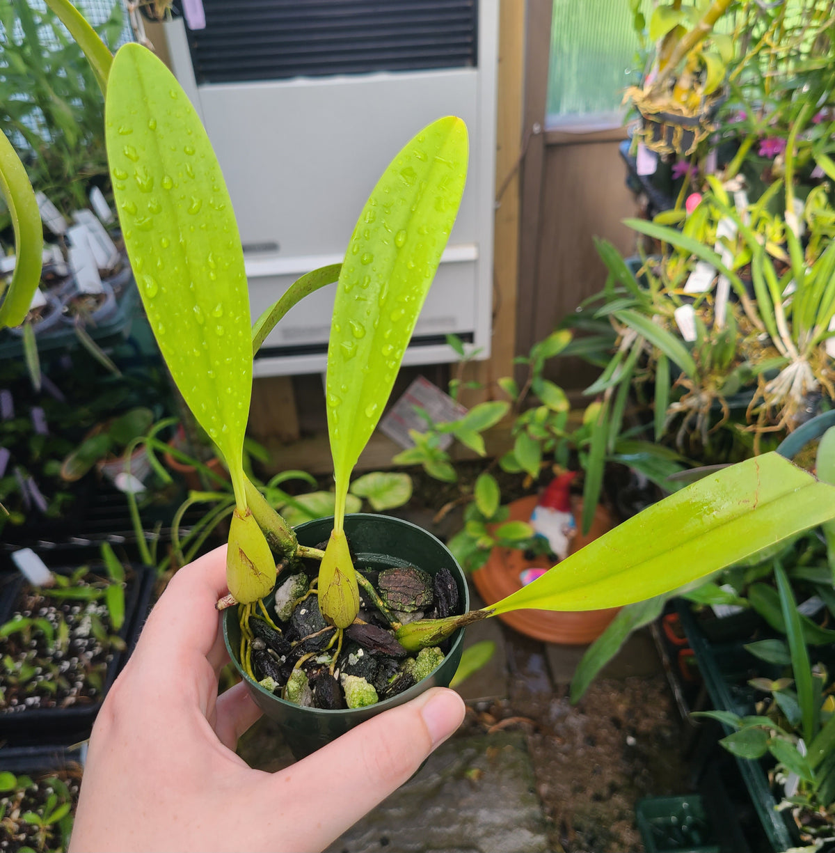Bulbophyllum maxillare