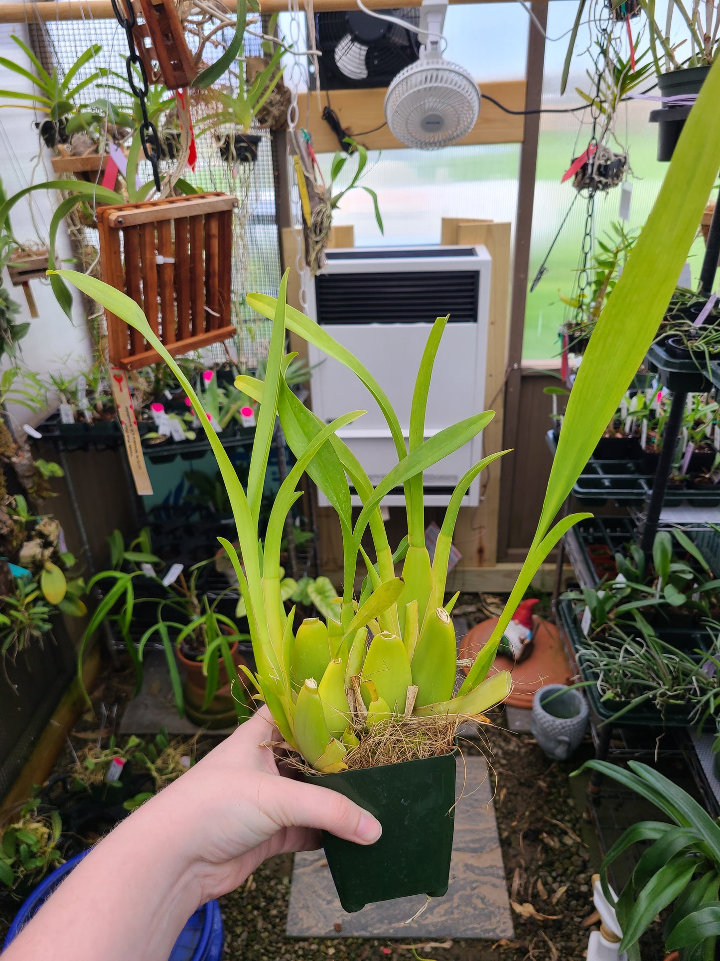 Miltonia Hybrid (unregistered)