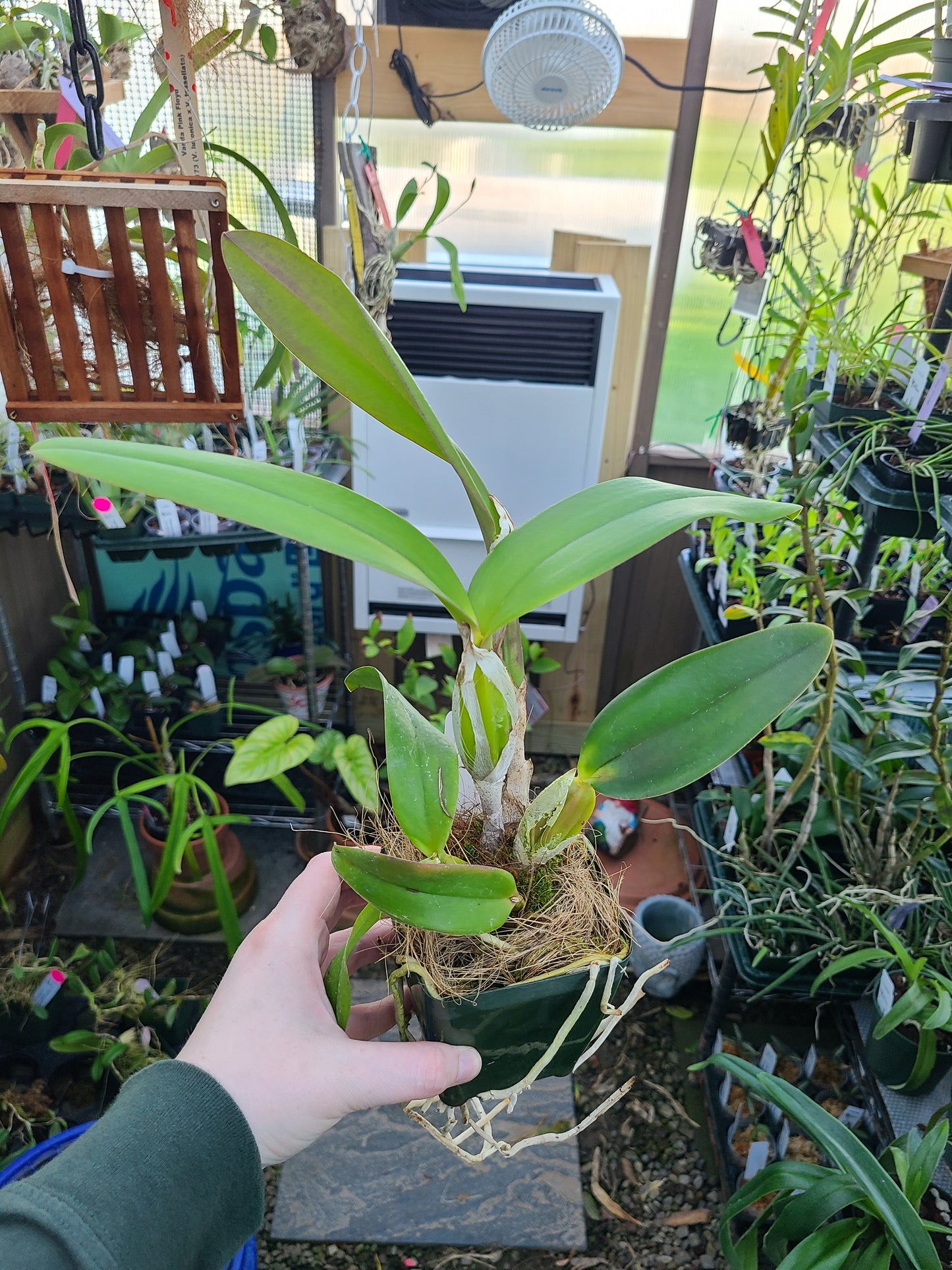 Brassolaeliocattleya Lia's Dream