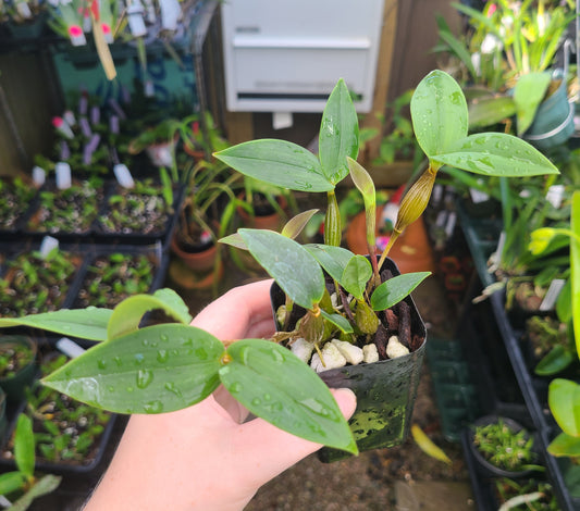 Dendrobium aberrans