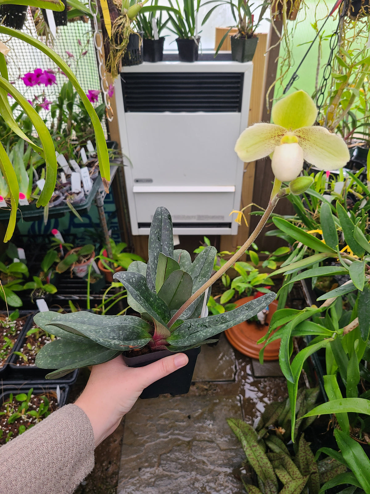 Paphiopedilum God's Pearl
