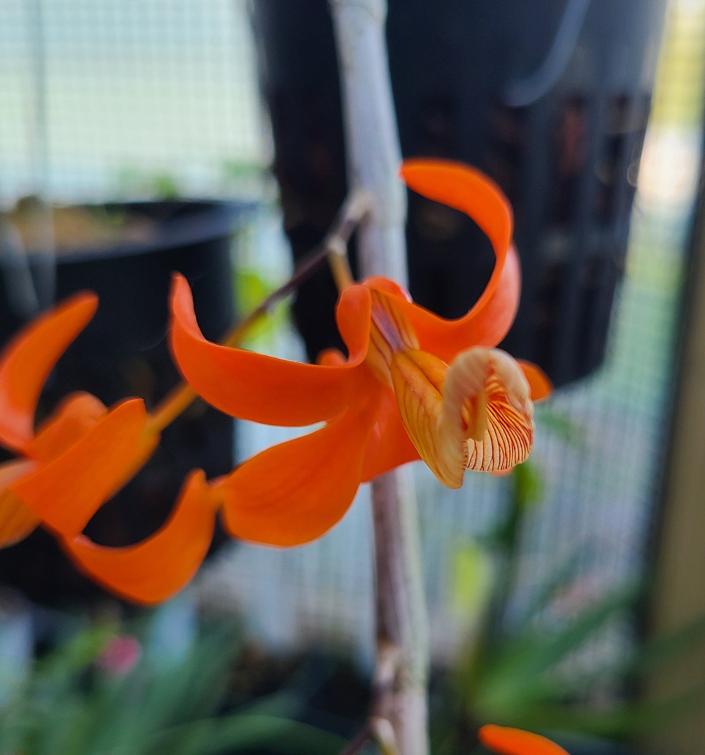 Dendrobium unicum