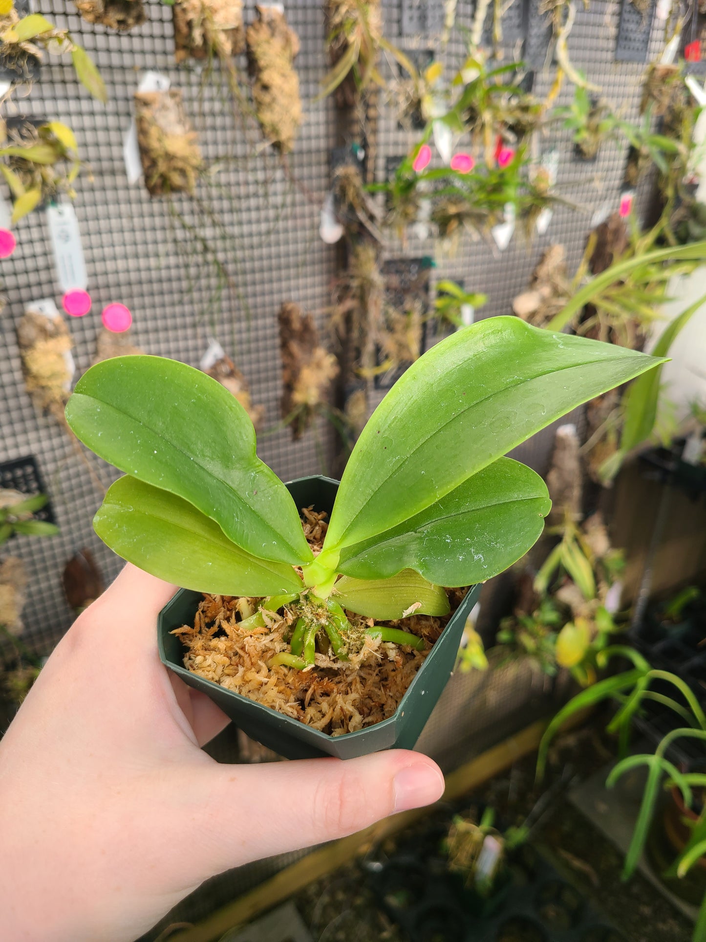 Phalaenopsis Corning-Cervi