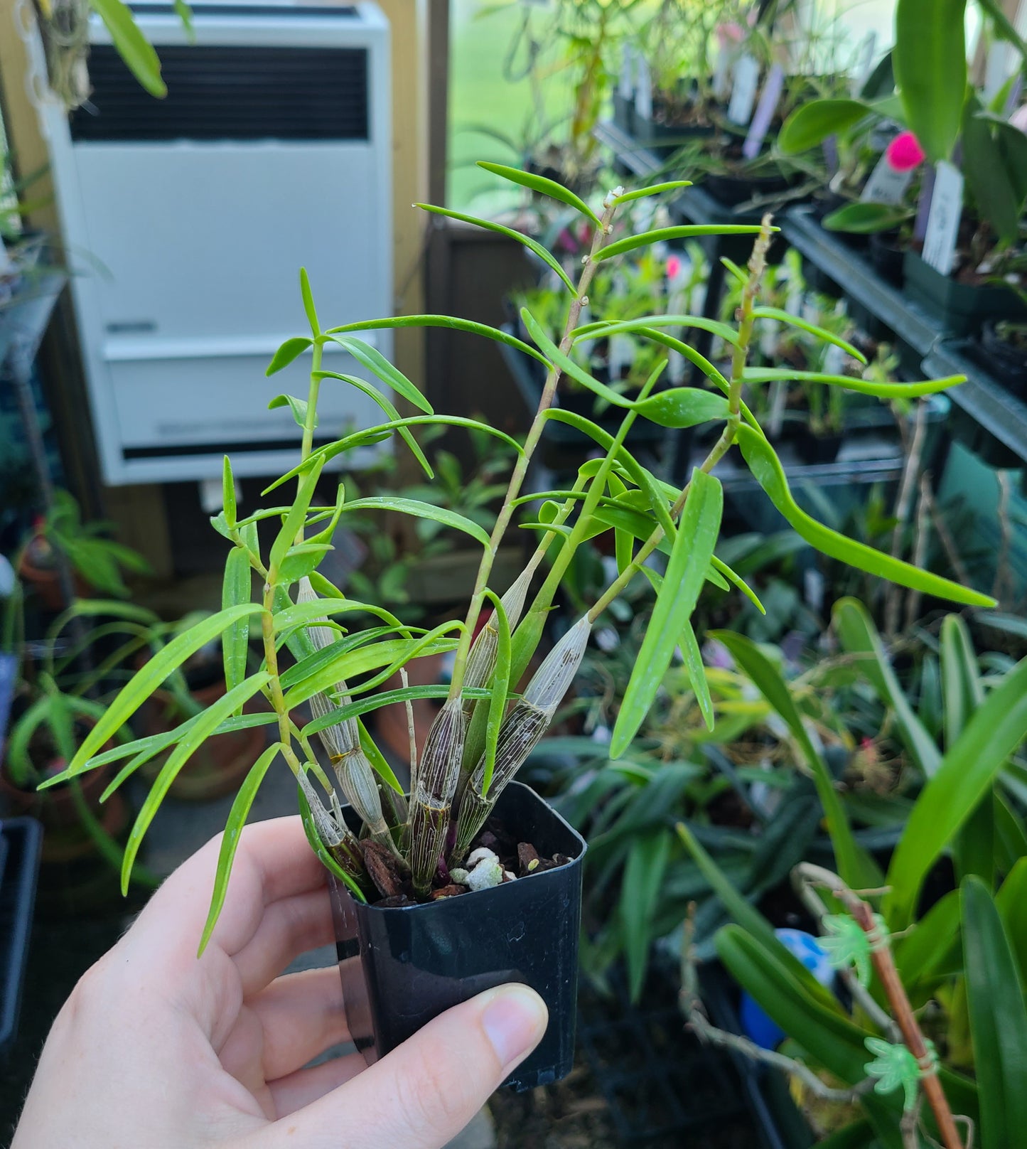 Dendrobium faciferum