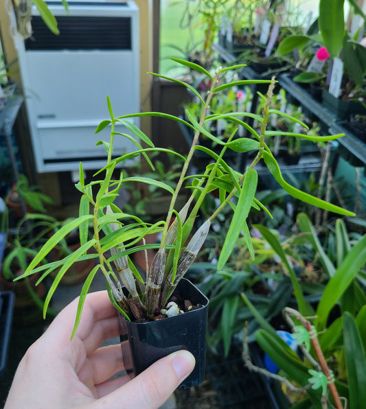 Dendrobium faciferum