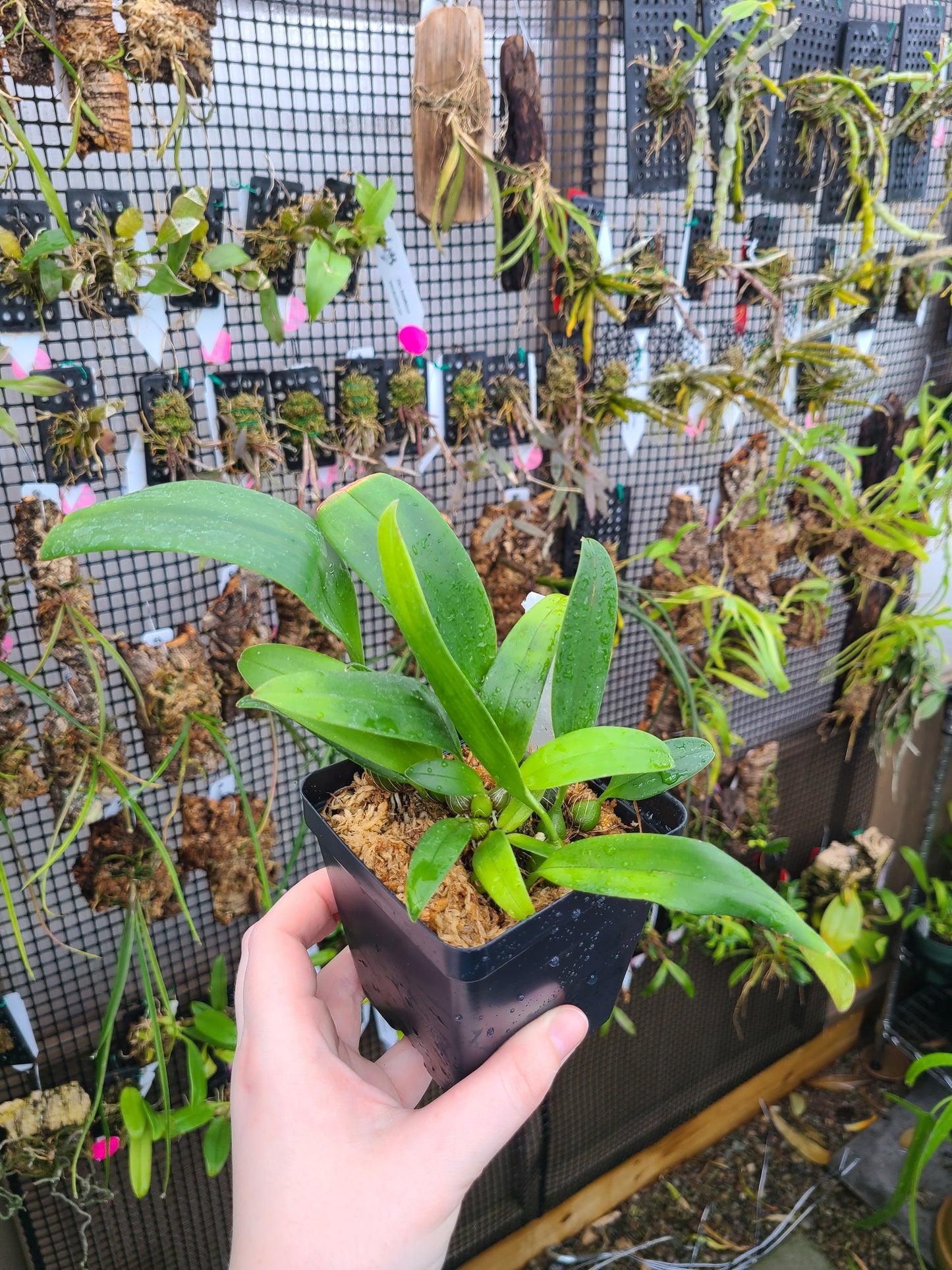 Bulbophyllum facetum
