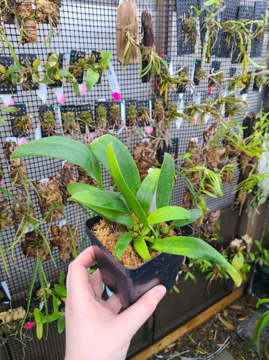 Bulbophyllum facetum