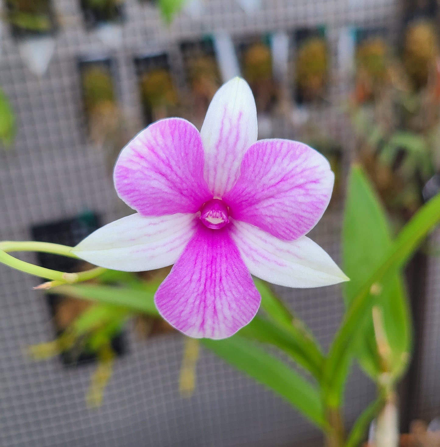 Dendrobium Classic Gem x Yaya Victoria (Petaloid)