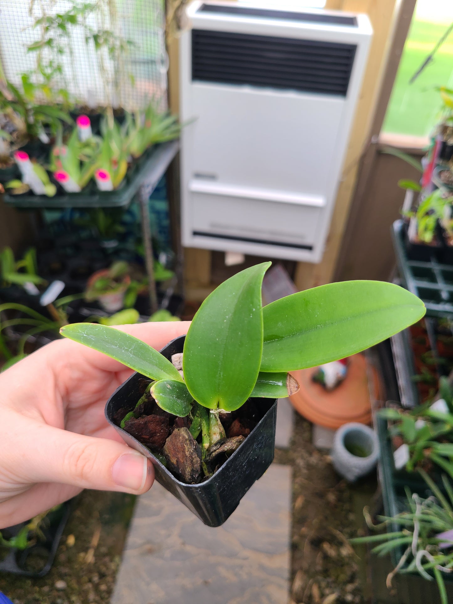 Cattleya amethystoglossa alba 'Maui Treasure' x self