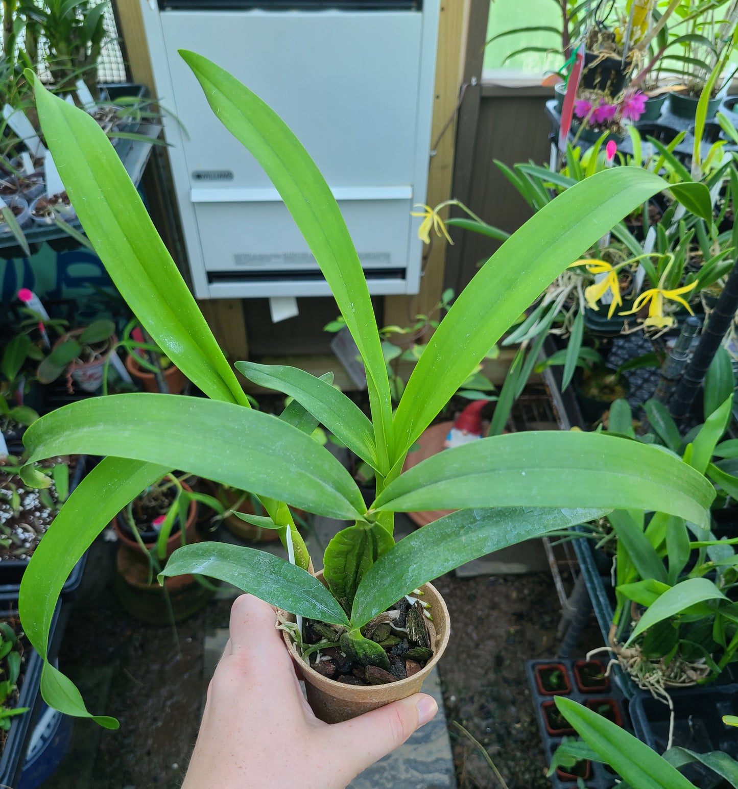 Prosthechea radiata