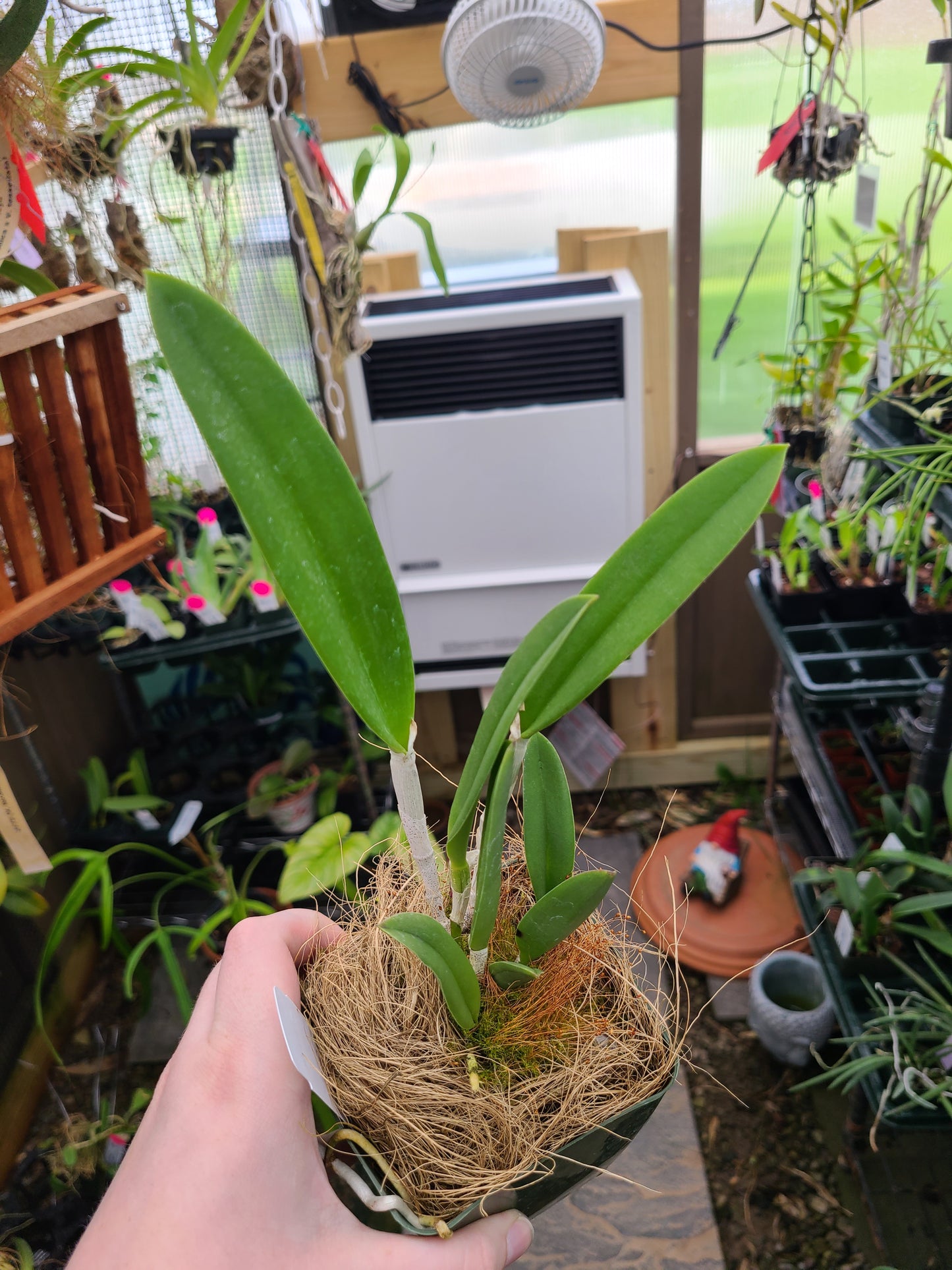 Brassocattleya Valencia Beauty