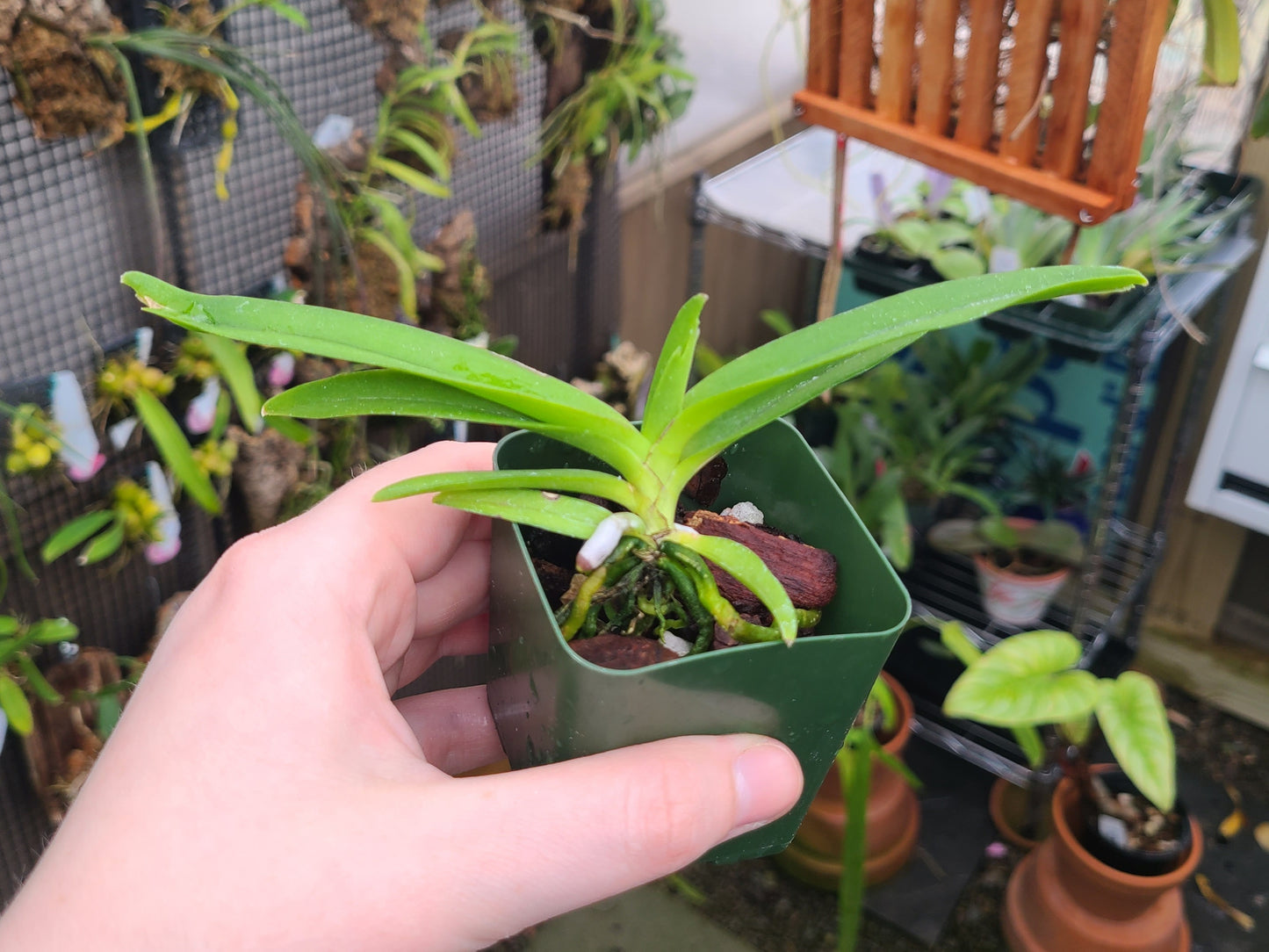 Vanda Mini Freckles x self