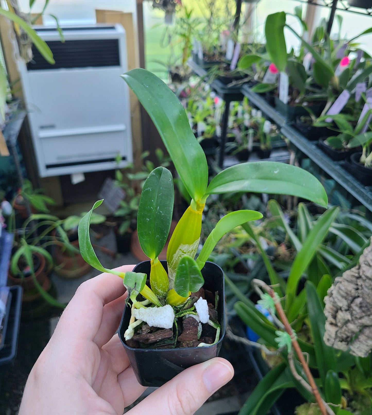 Dendrobium Roy Tokunaga