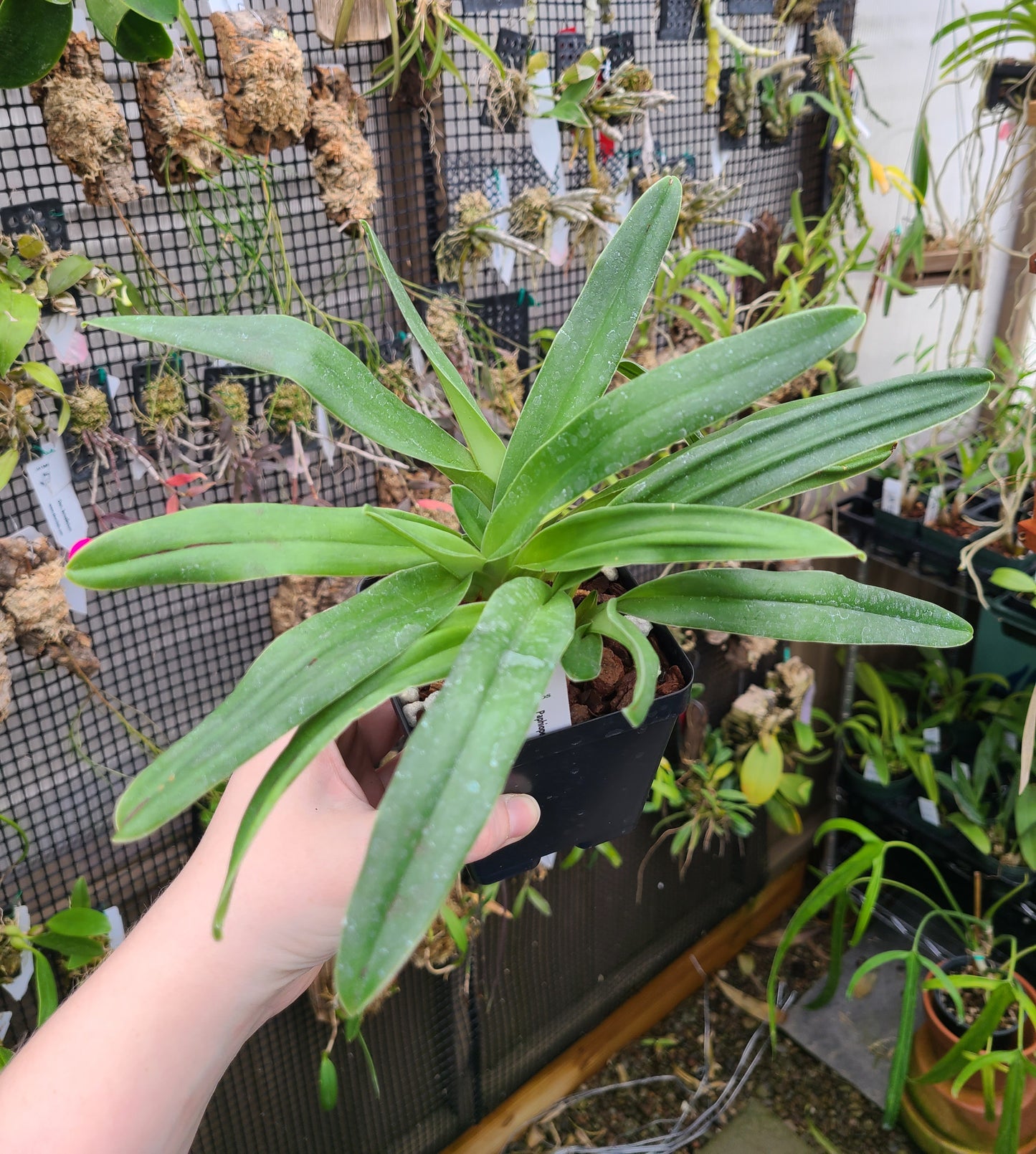 Paphiopedilum insigne var. sanderae