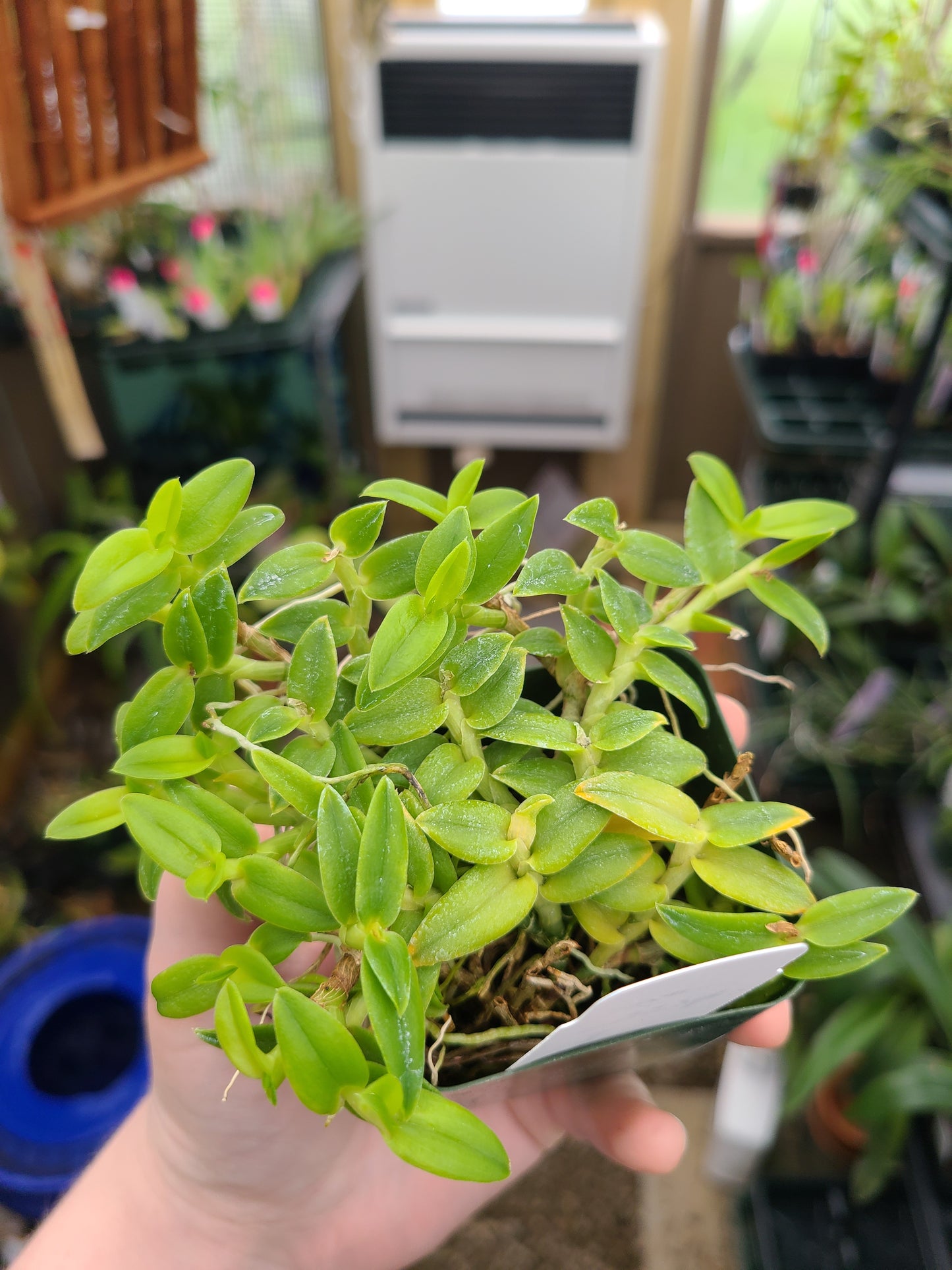 Epidendrum porpax var. alba 'Tiny Green'