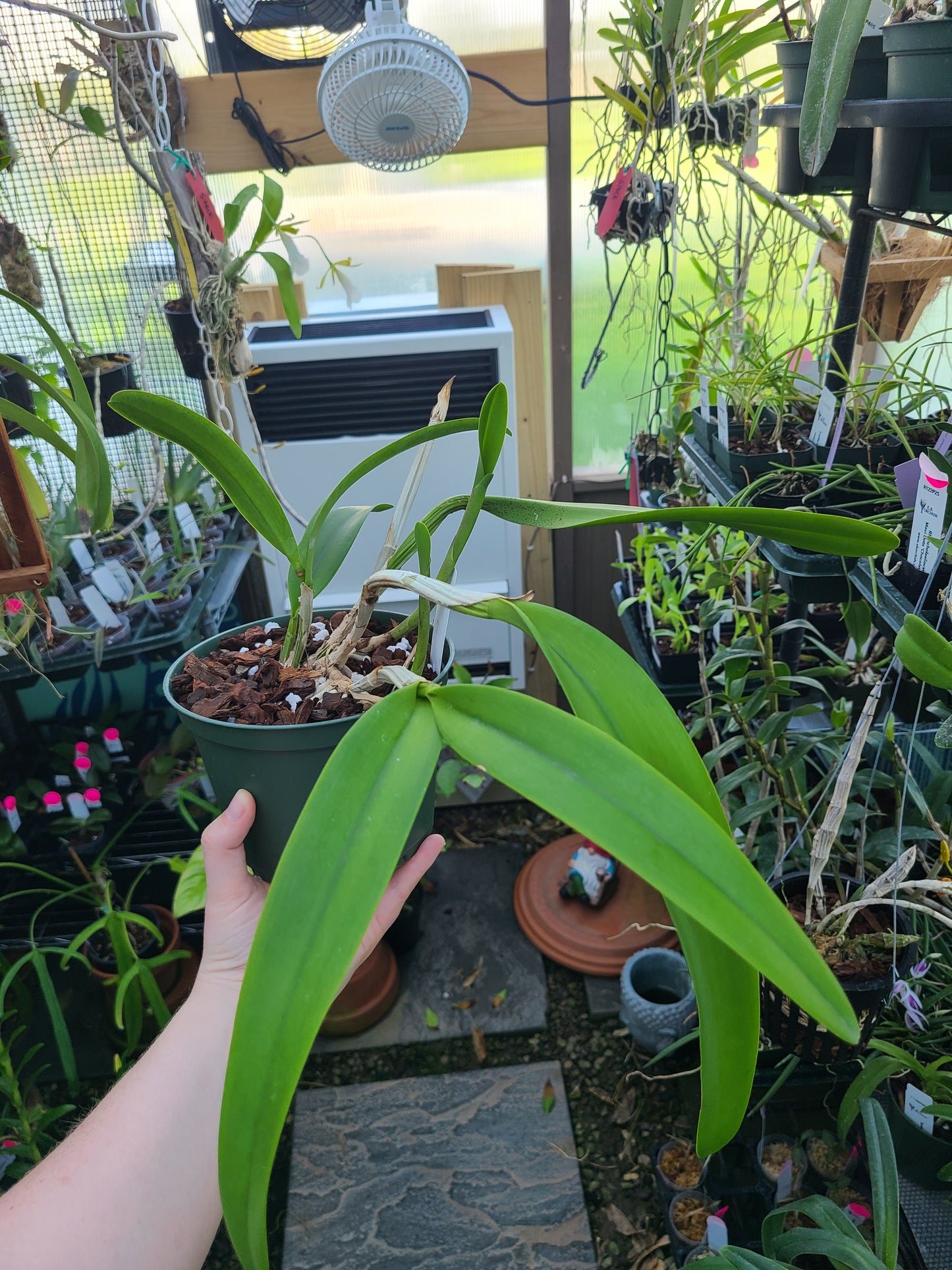 Brassocattleya Nodata x Rhyncholaeliocattleya Something Special 'Kayla Gross' AM/AOS