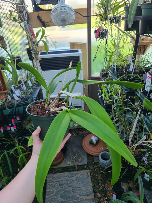 Brassocattleya Nodata x Rhyncholaeliocattleya Something Special 'Kayla Gross' AM/AOS