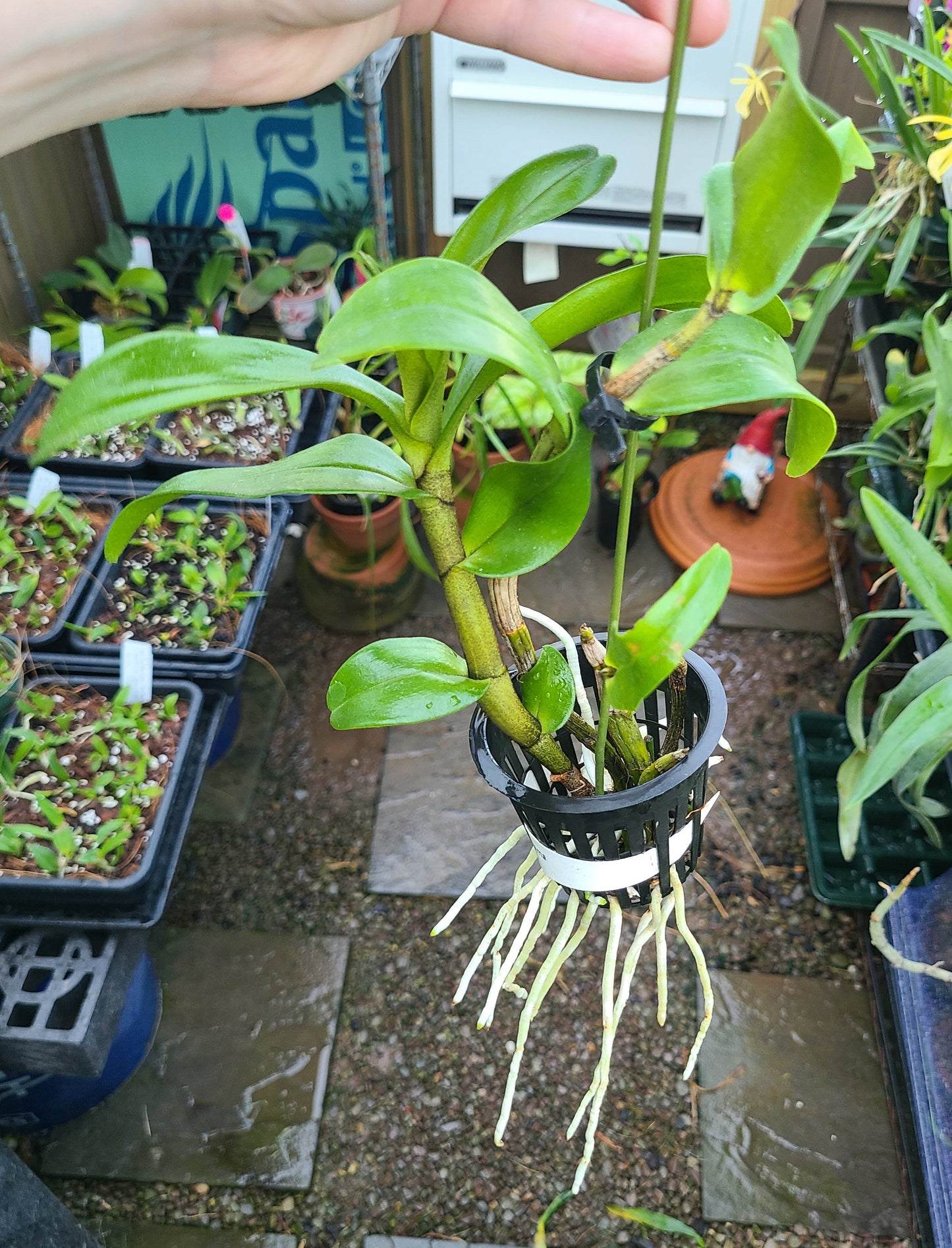 Dendrobium Judith Nakayama