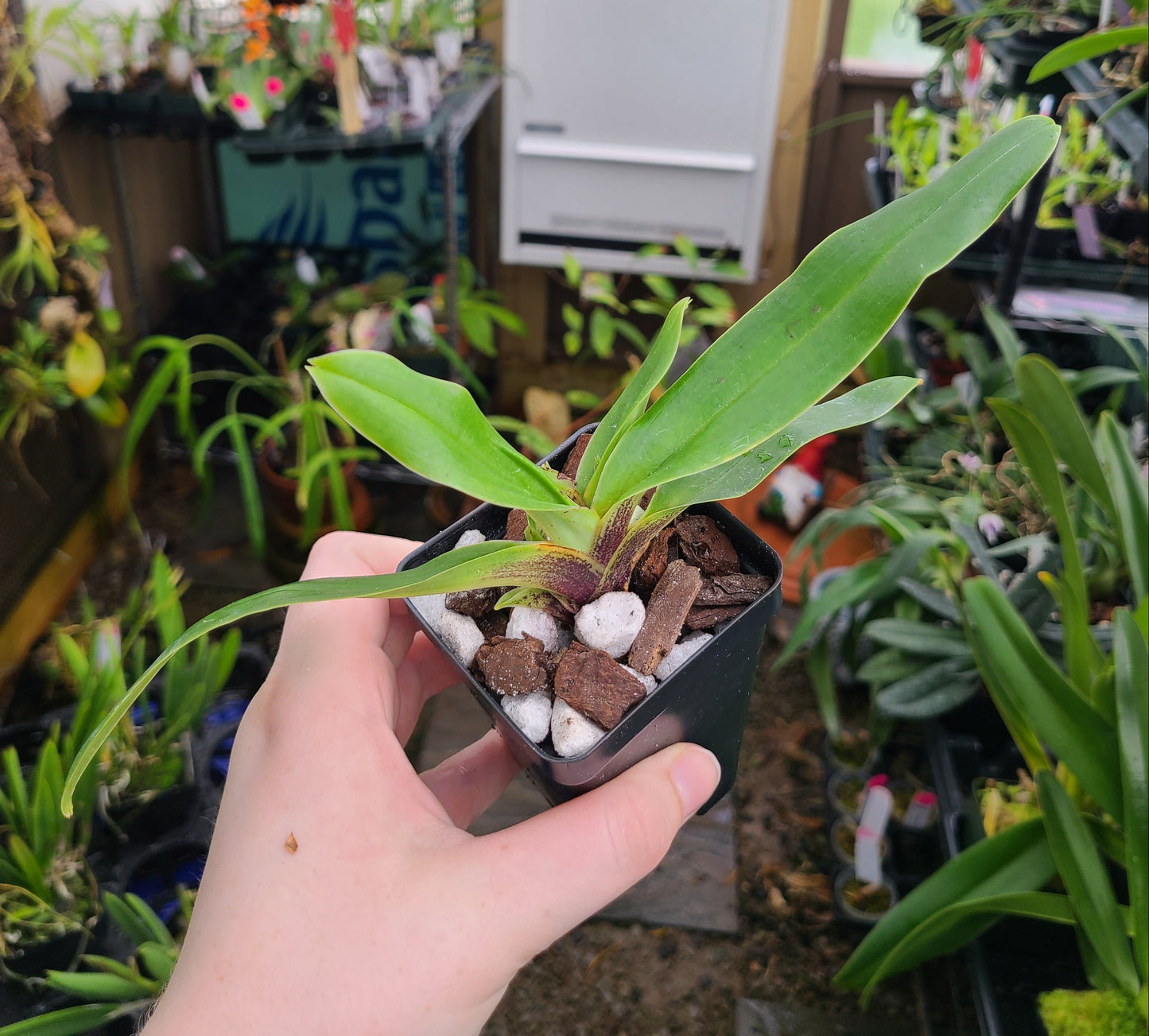 Paphiopedilum spicerianum x sib