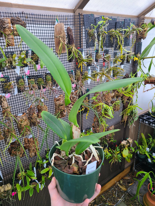 Rhyncholaeliocattleya Dreamspinner 'Volcano Queen'