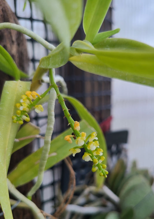 Smitinandia helferi