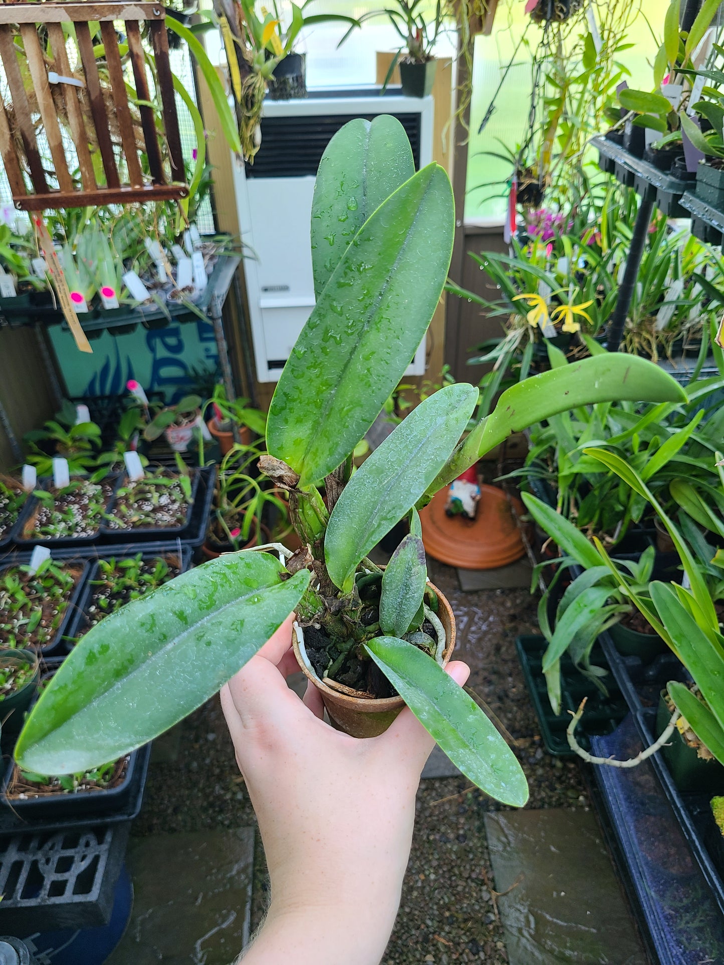 Rhyncattleanthe Hsinying Starlight ‘Pink Lady’