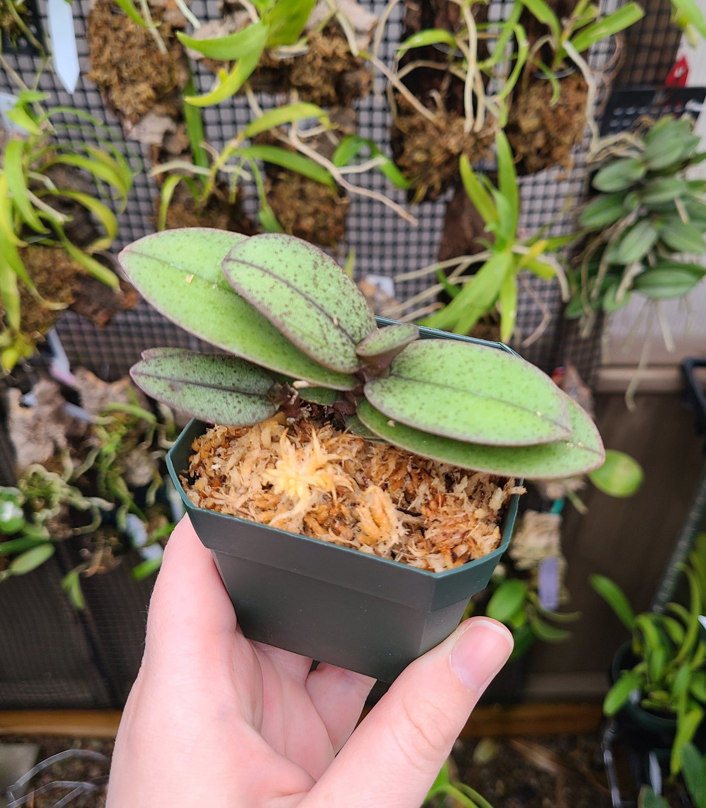 Phalaenopsis pulcherrima var. regnieriana