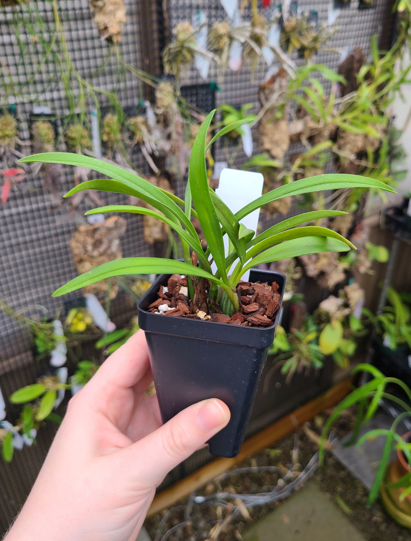 Maxillaria schunkeana