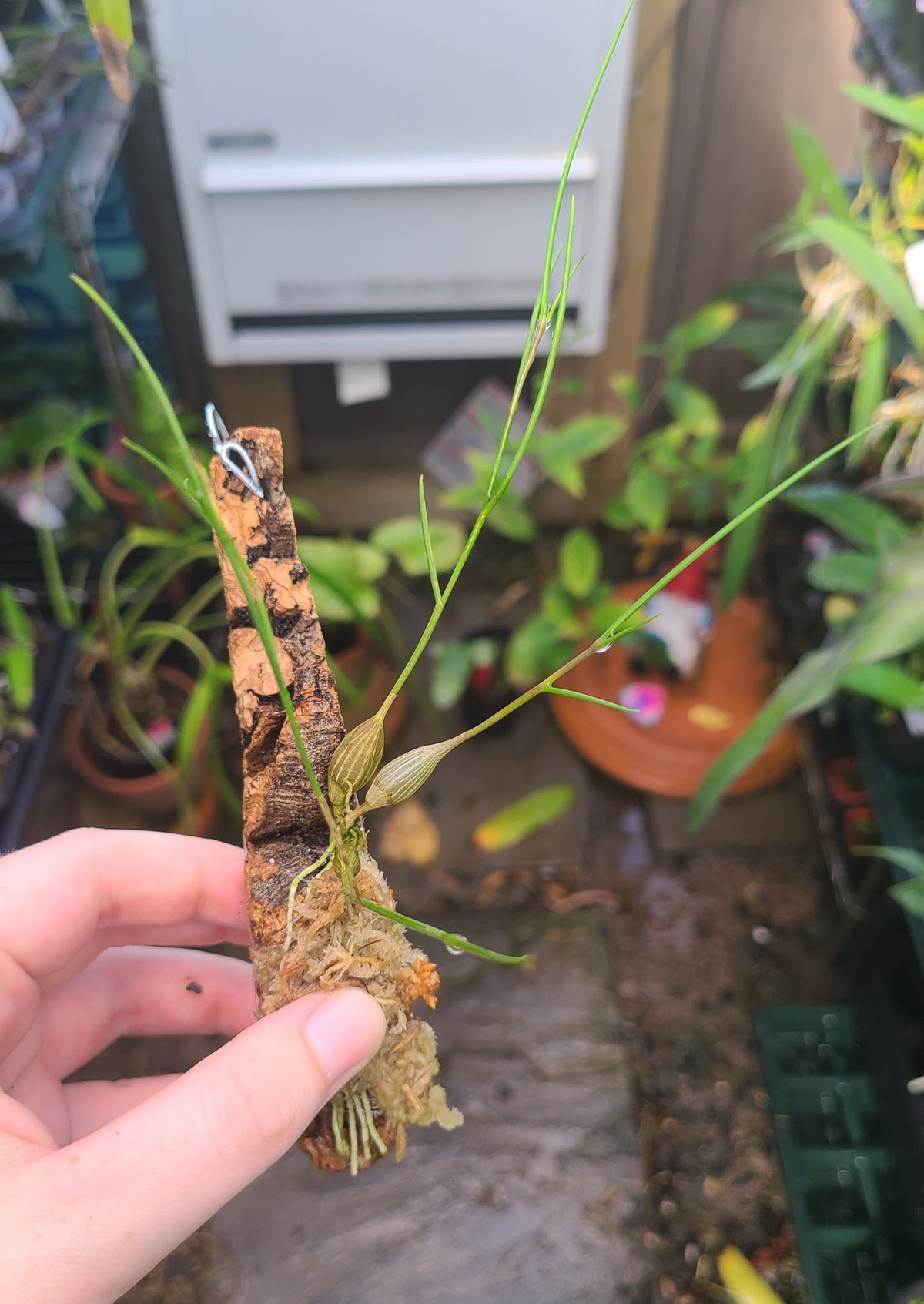 Dendrobium tenellum