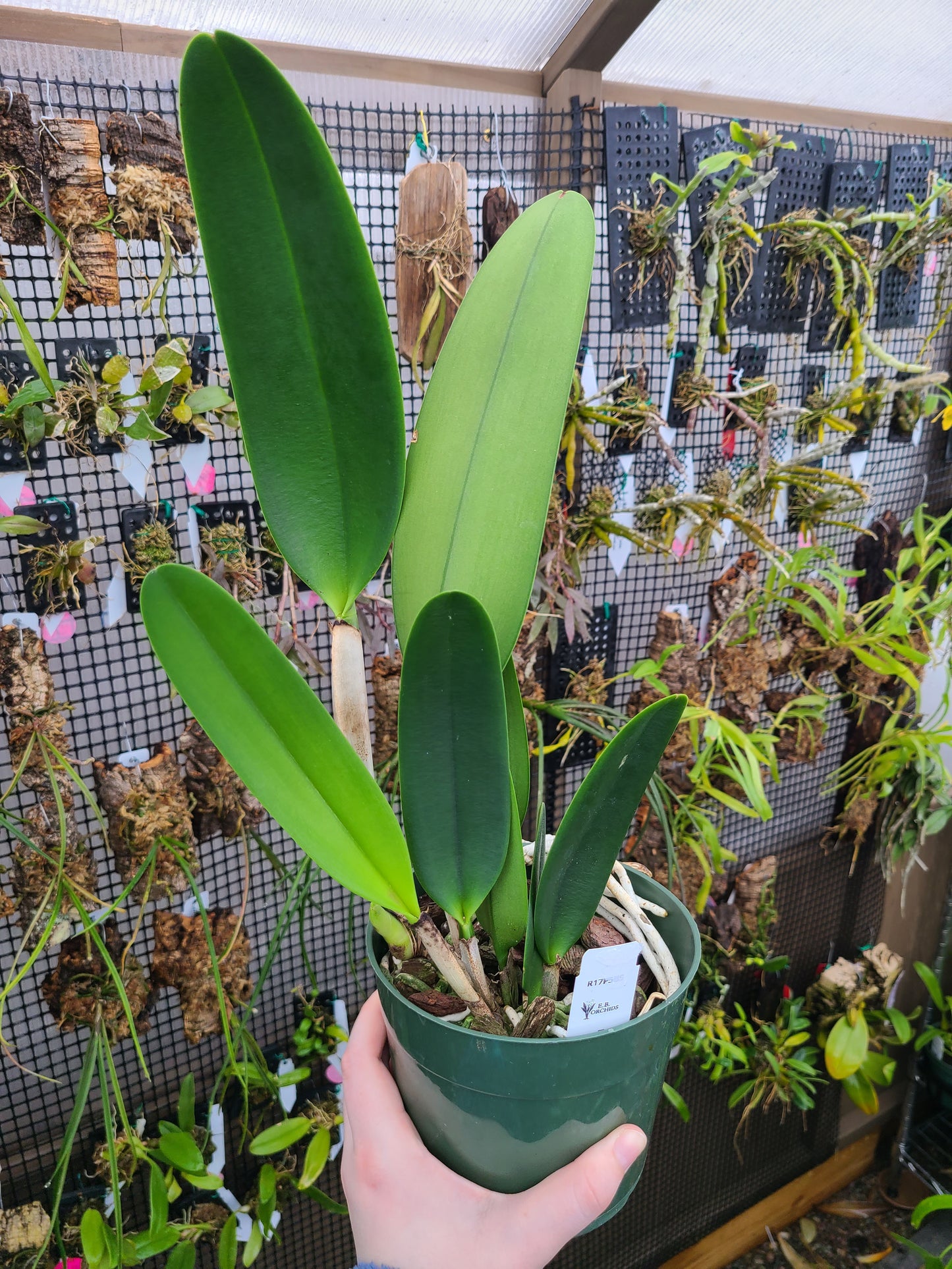 Rhyncholaeliocattleya Heavenly Sweet 'Volcano Queen'
