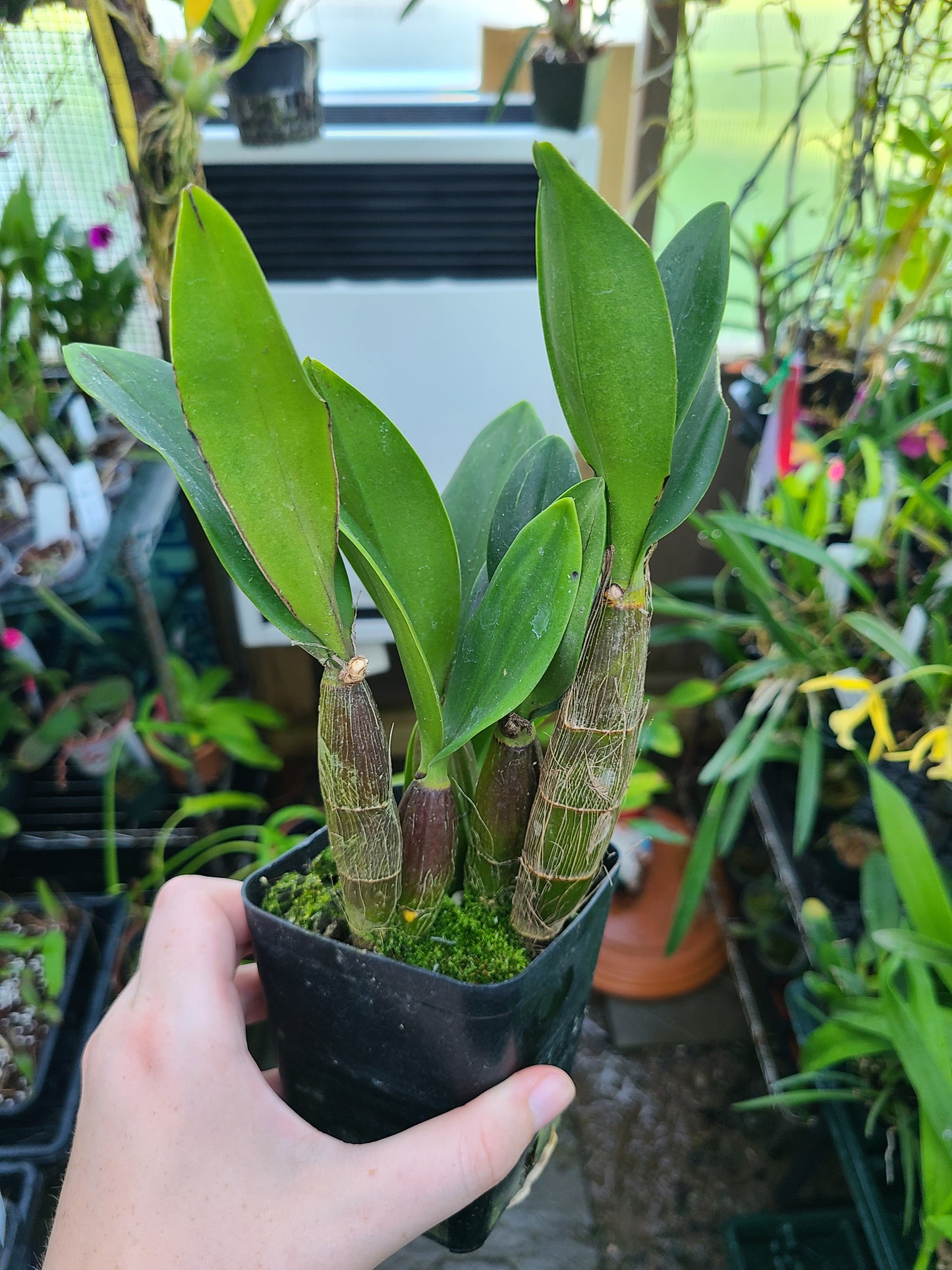 Dendrobium Sunny Kalapana ‘808 Orchids’