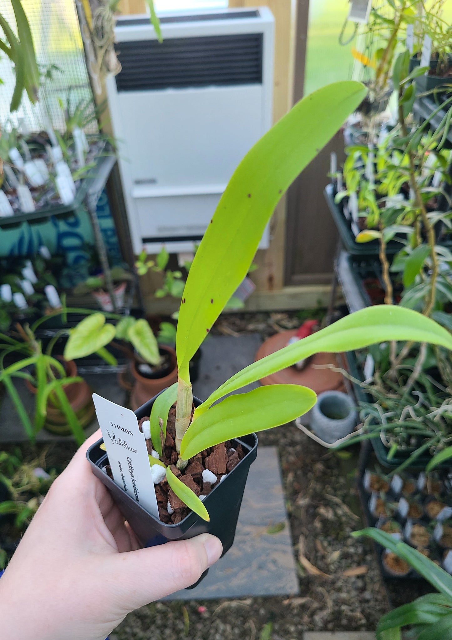 Cattleya lueddemanniana