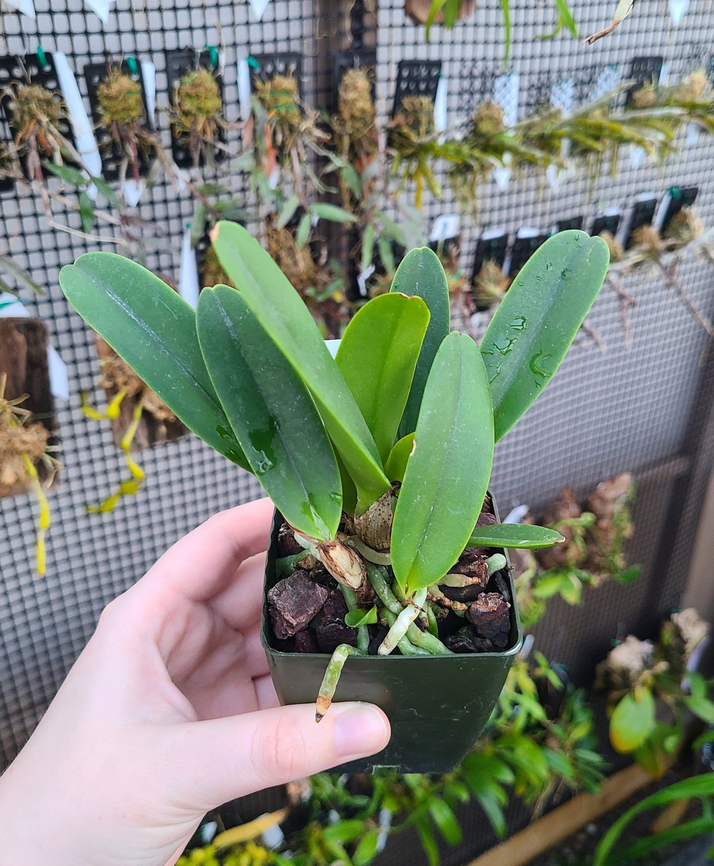 Rhyncholaeliocattleya Kona Beauty 'White'