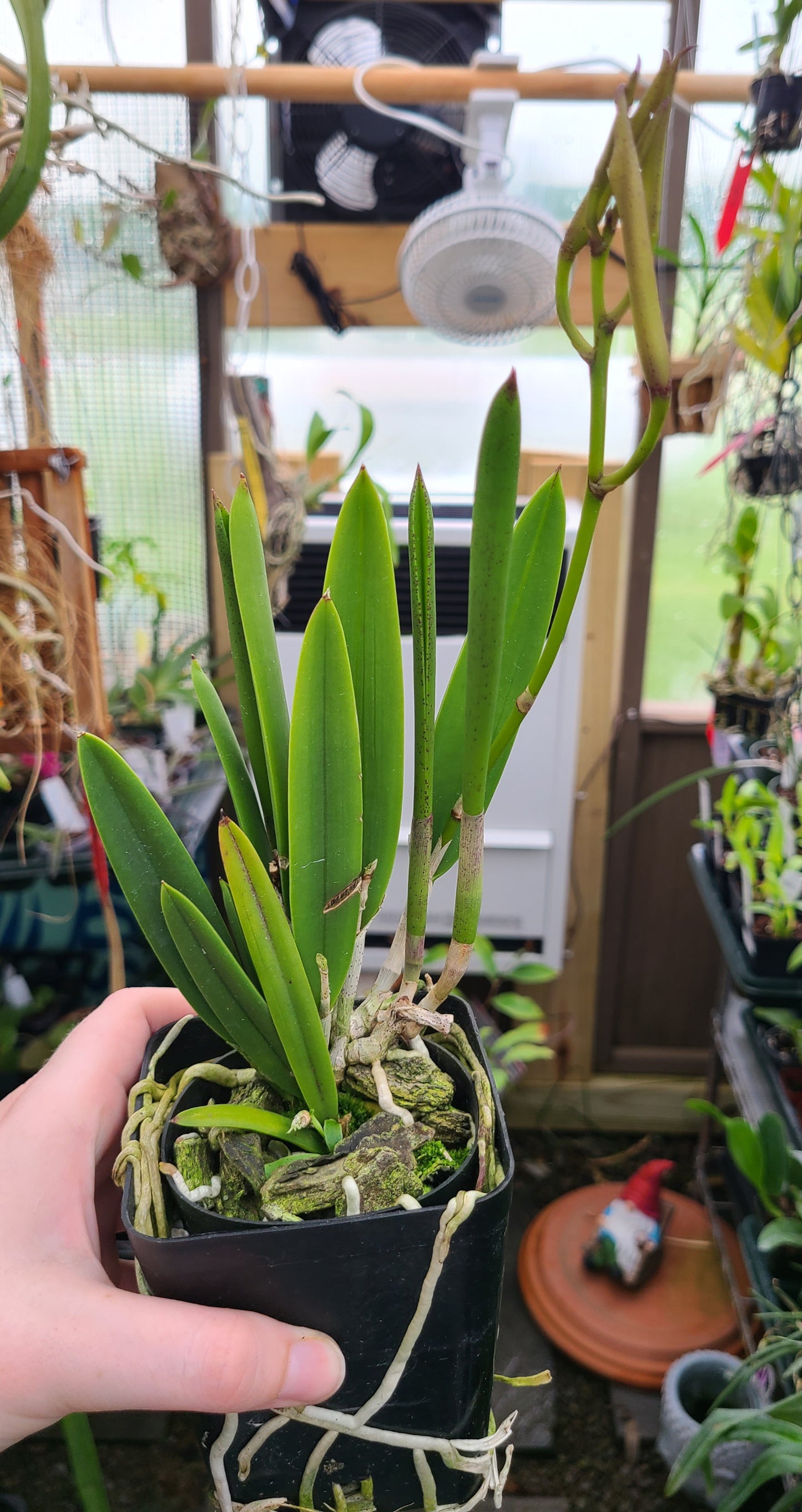 Brassavola nodosa 'Mas Mejor' x sib 'Remar'