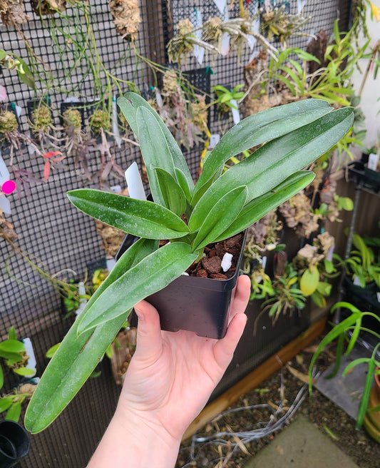 Paphiopedilum insigne var. sanderae