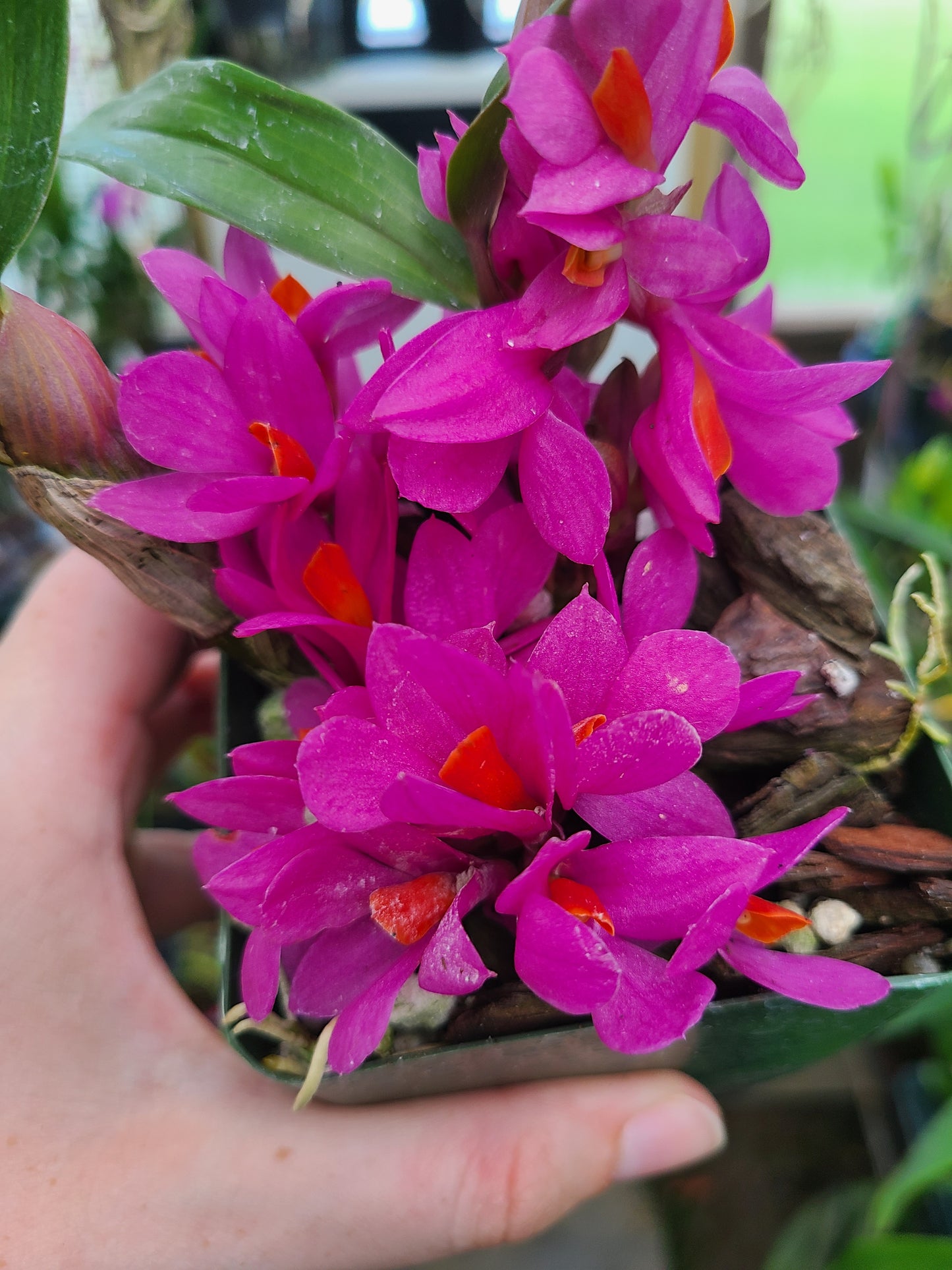 Dendrobium Hibiki 'Pink Passion' AM/AOS