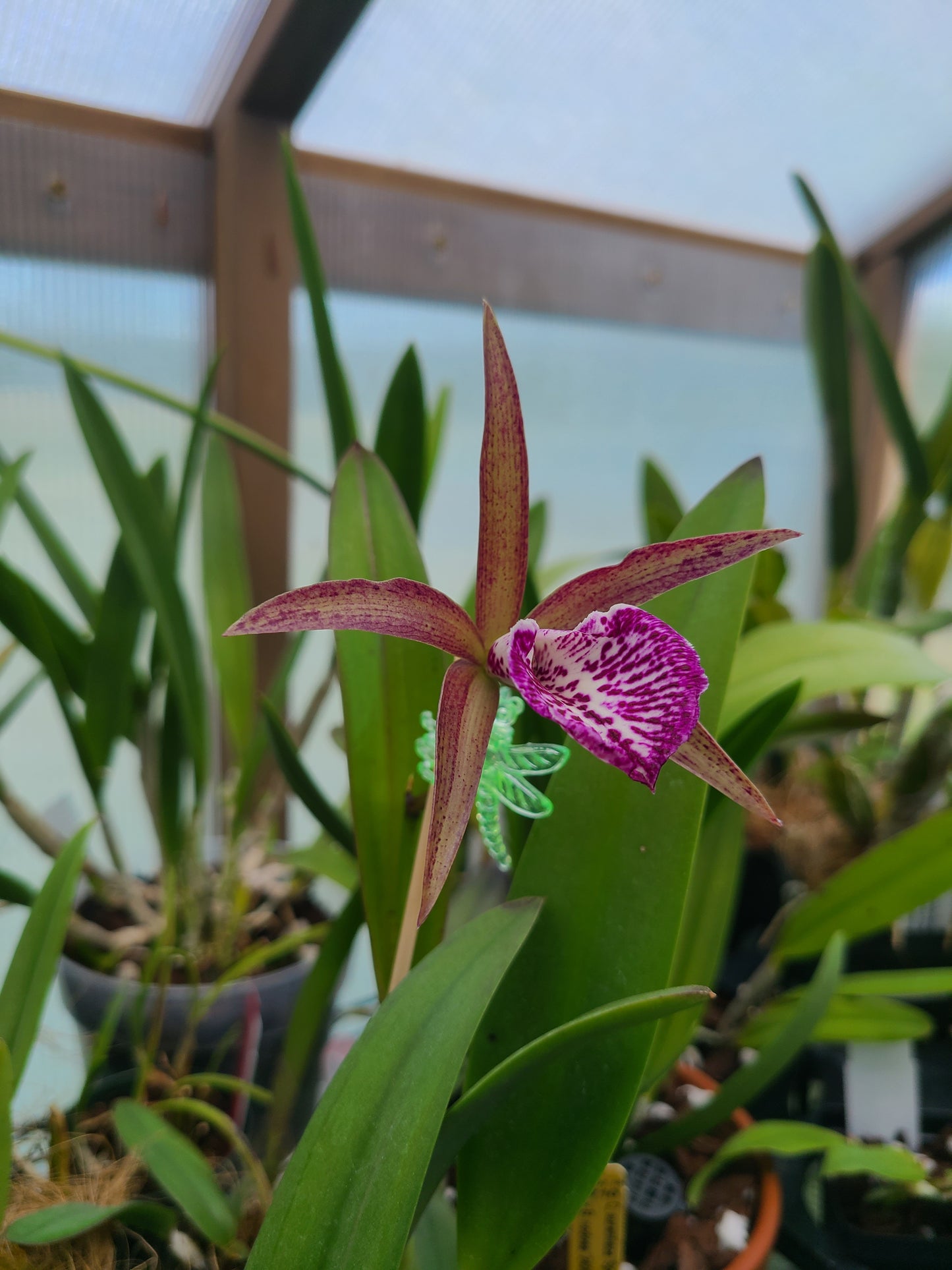 Brassocattleya Valencia Beauty
