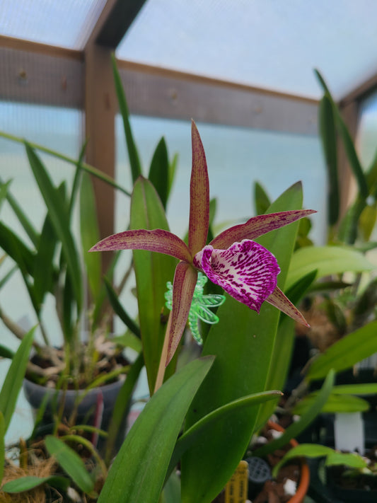 Brassocattleya Valencia Beauty