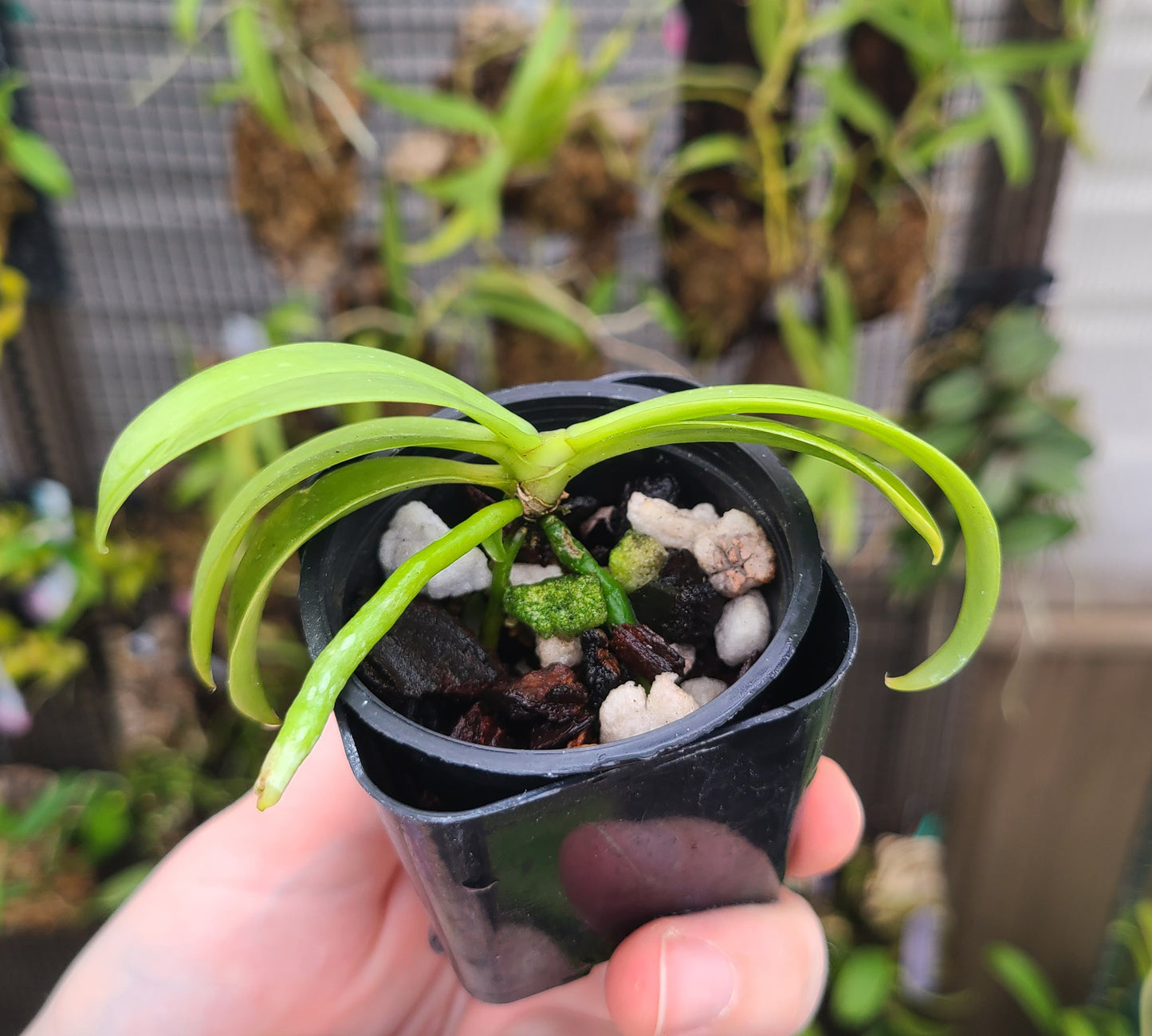 Phalaenopsis mannii