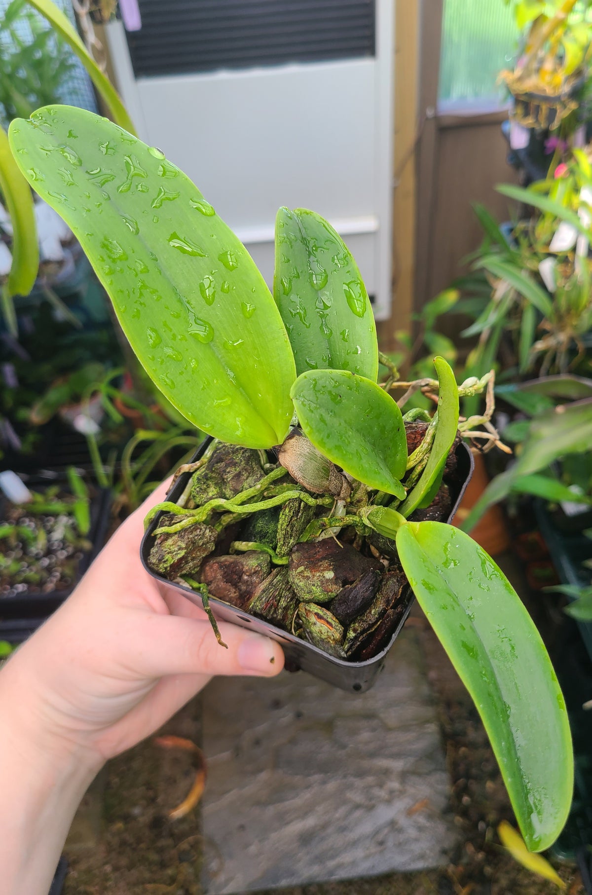 Cattleya Dinard 'Blue Heaven'