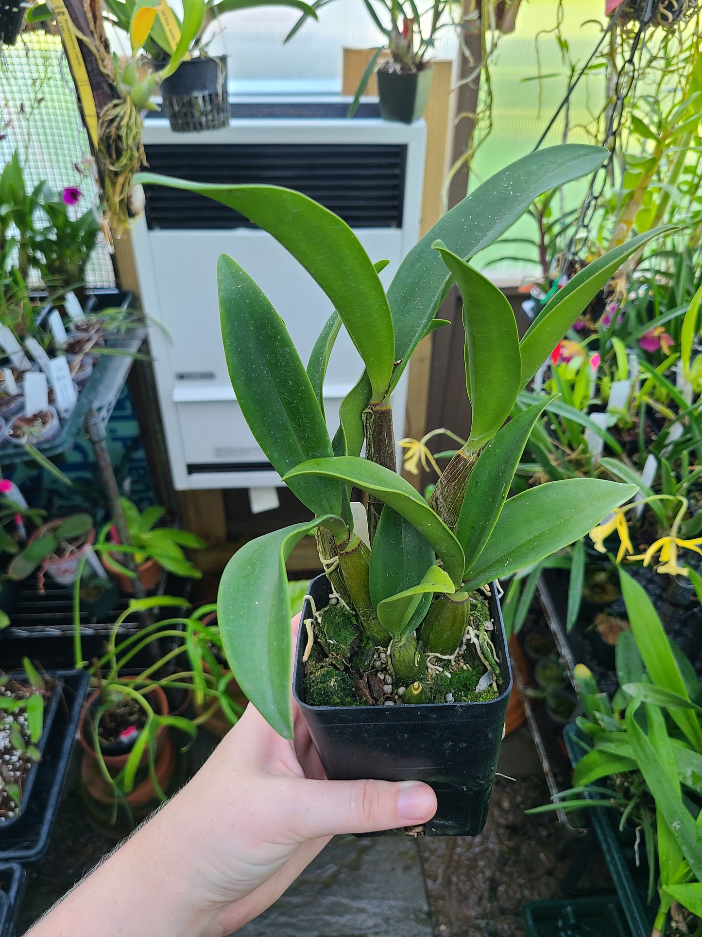 Dendrobium Sunny Kalapana ‘808 Orchids’