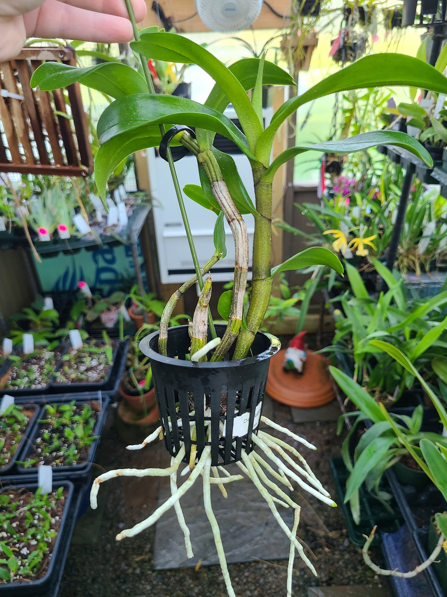 Dendrobium Judith Nakayama