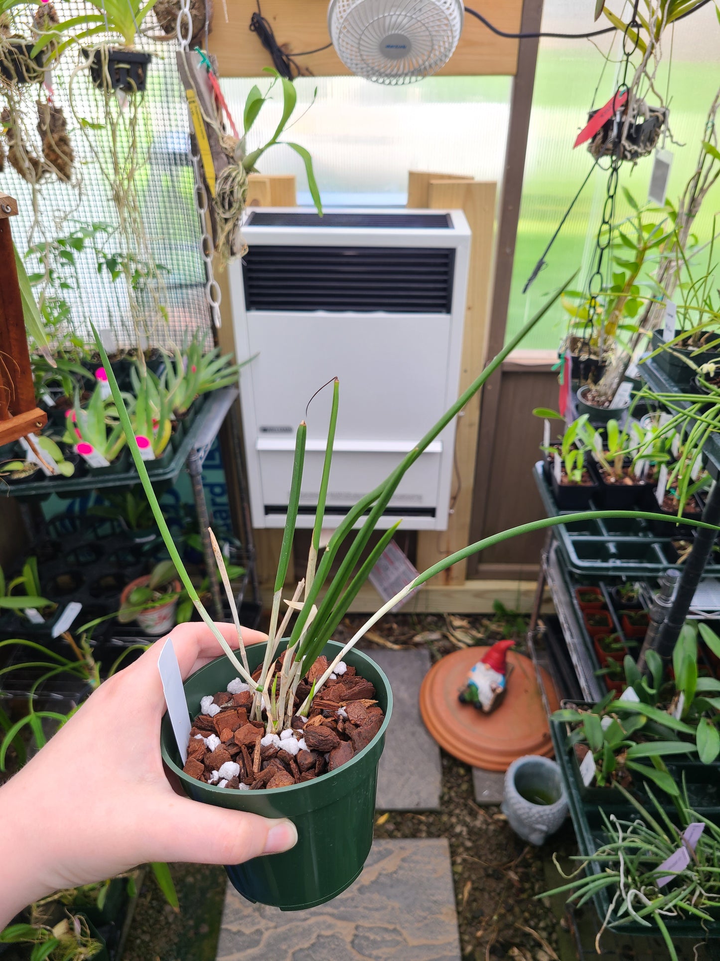 Brassavola Yaki