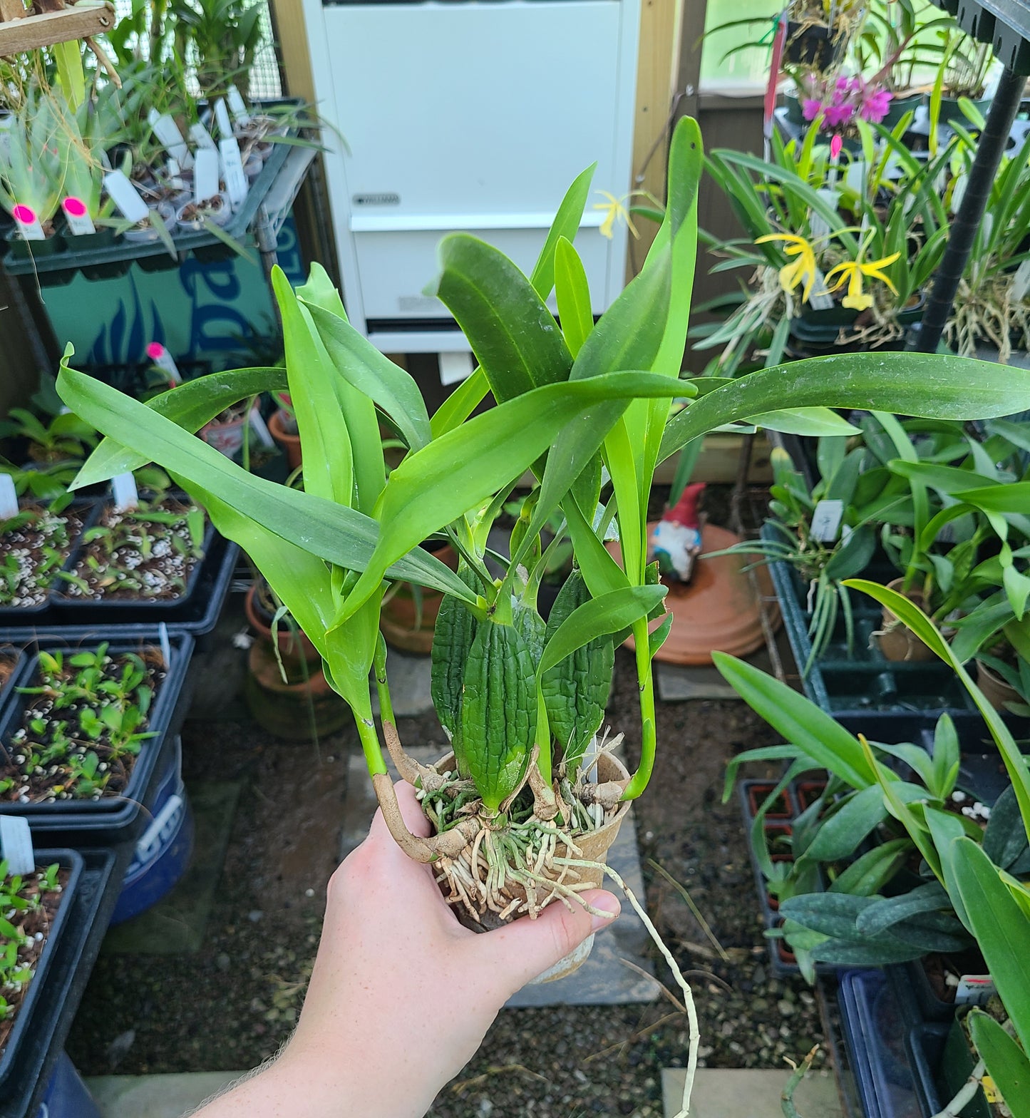 Prosthechea radiata