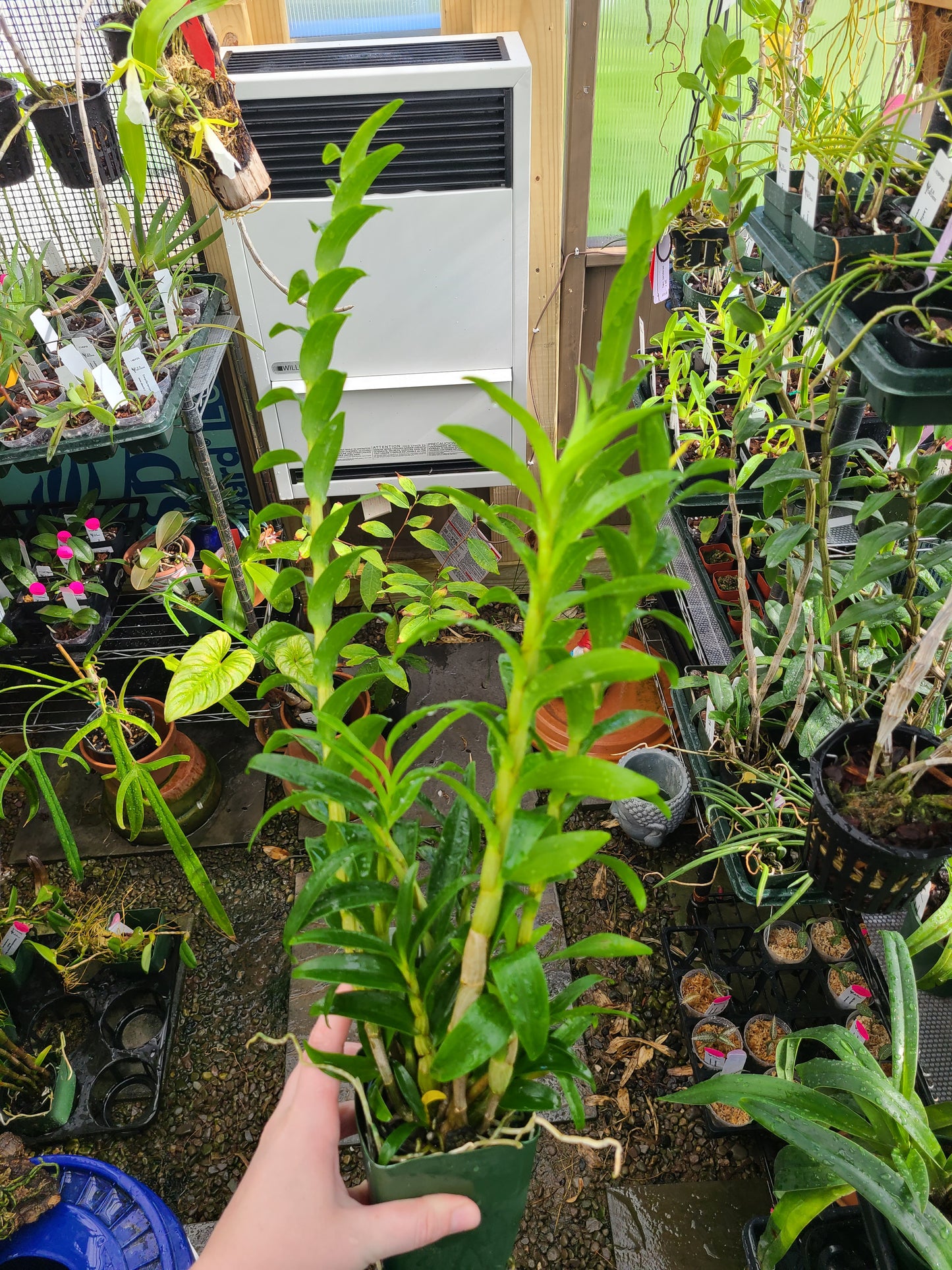 Dendrobium sanderae var. luzonicum