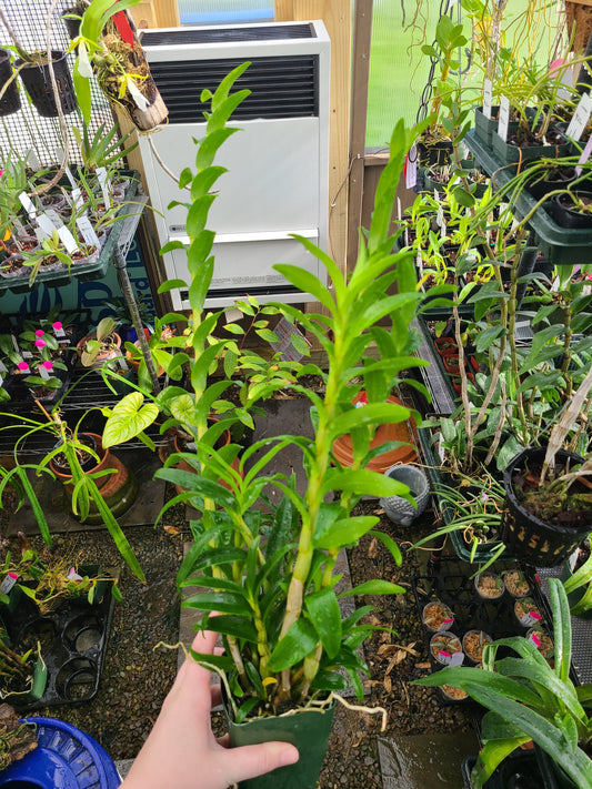 Dendrobium sanderae var. luzonicum