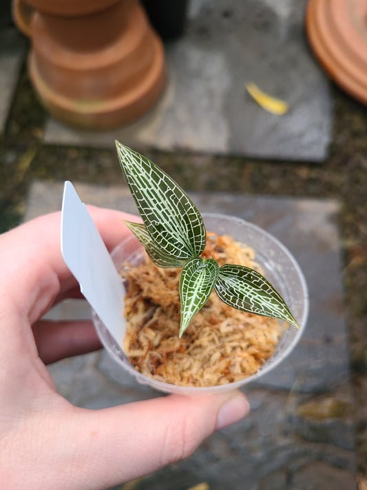 Goodyera hispida